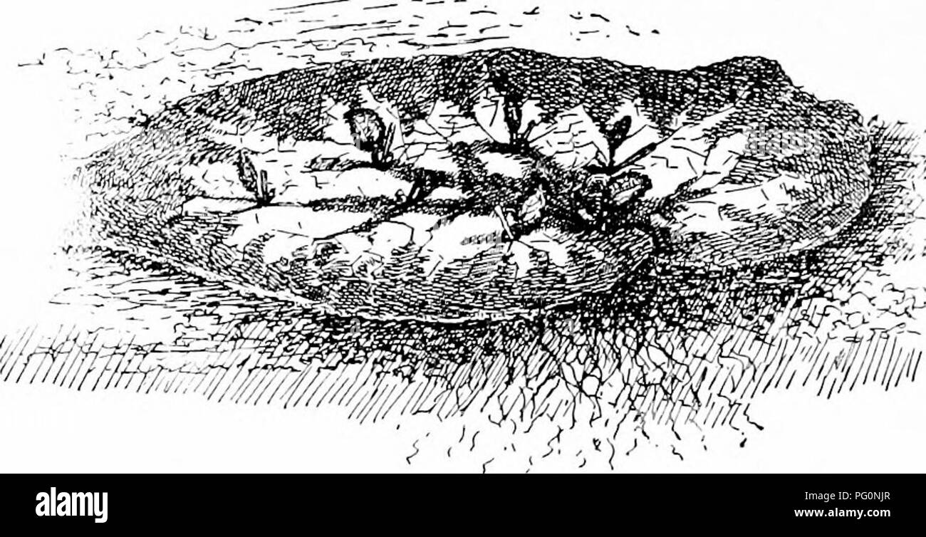 coupe longitudinale du coleus blumei