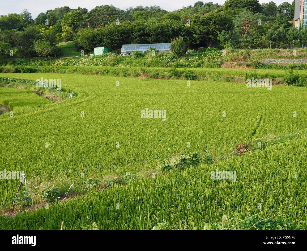 Corée Cheongju rizières Banque D'Images