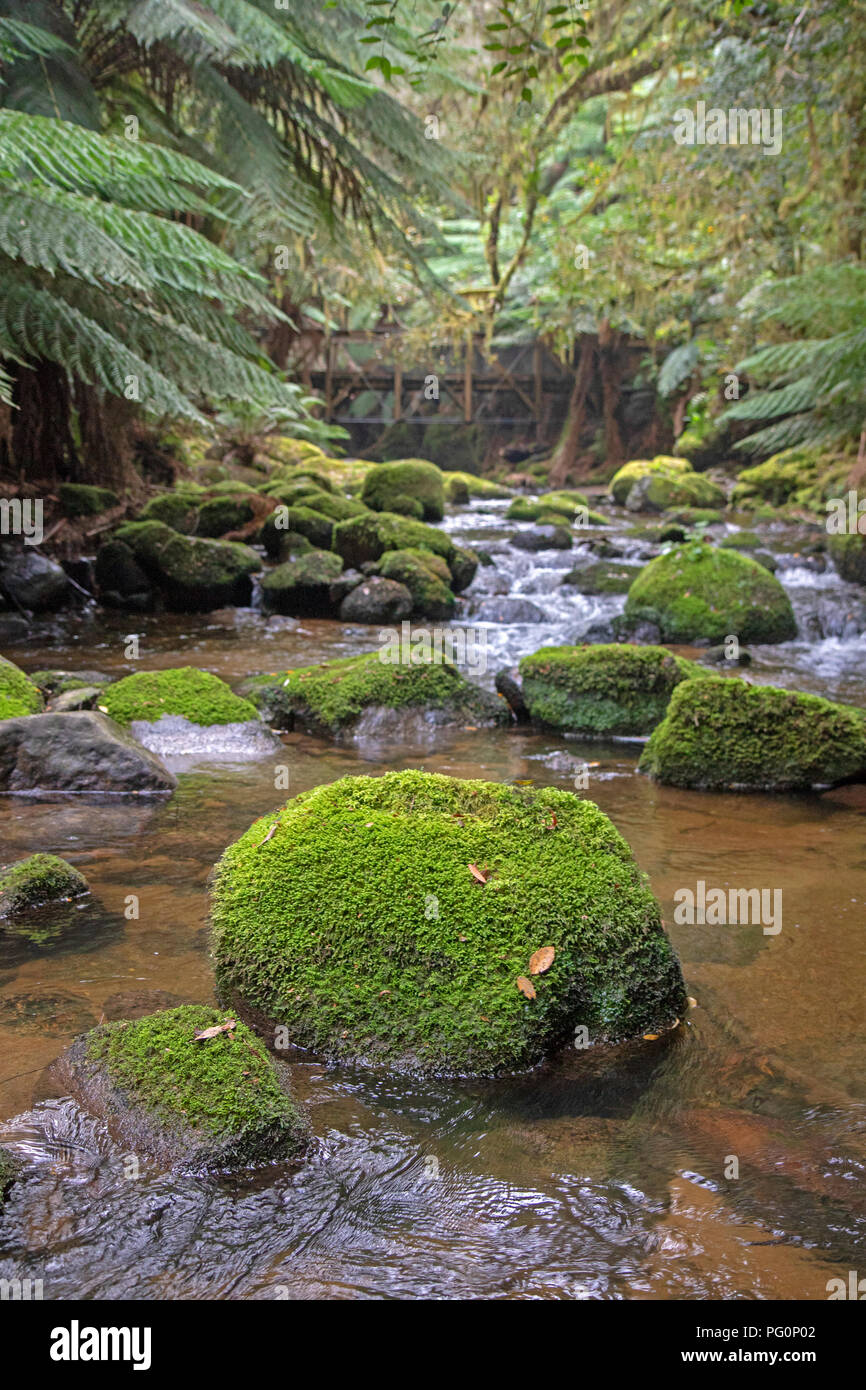 Rochers moussus dans Mt Albert rigole, près du pied de St Columba Falls Banque D'Images