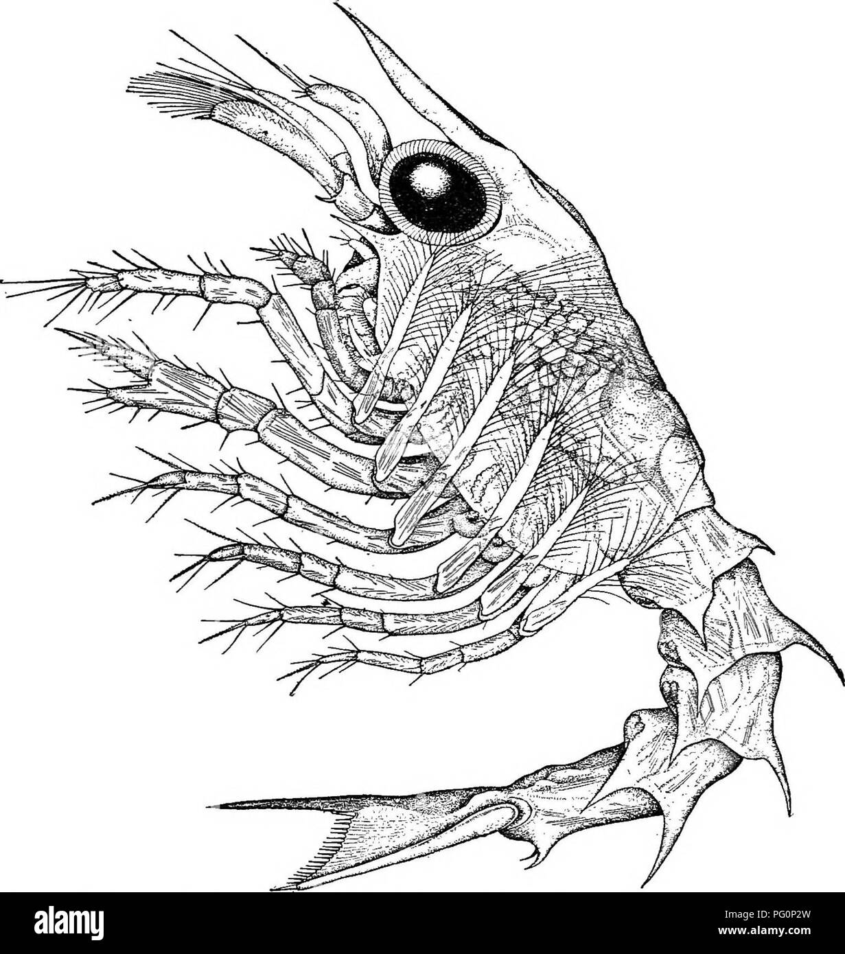 . Histoire naturelle de l'homard américain... (Crustacea Decapoda) ; la pêche au homard. NATURAI, l'histoire du homard américain. La première larve. 329 [PL xxviu texte et fig. 34.] lorsque le homard a réussi à s'échapper de la capsule d'oeuf et ébranlé lui-même à l'abri de sa cuticule, il apparaît comme un animal en nage libre et finalement remonte à la surface, où il reste à la hausse et le naufrage, mais probablement jamais bien loin des surfaces réelles untU sa vie pélagique est terminée.. Fig. 34.-Fiist larve, ou première étape de natation du homard dans le profil. Pour le dessin en couleur pour la vie, voir planche ; xxvm pour na Banque D'Images