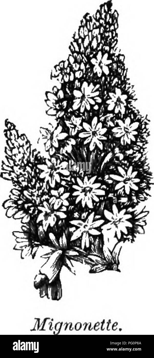 . Le guide de l'apiculteur ; ou, Manuel du rucher. Les abeilles. La bourrache,-Original.. est toujours beaucoup bloom où il est cultivé de façon intensive. Il s'agit d'un certain producteur de miel dans la célèbre vallée de San Joaquin en Californie. La bourrache (Borago officinalis), (Fig. 222), un excellent bee- plante, fleurit de juin jusqu'au gel, et est visité par les abeilles en même temps très pluvieux. Il me semble ne pas être un favori, mais est très visité quand tous les autres ne produisent pas de nectar. (Mignonette Reseda odorata), (Fig. 223) fleurit de la mi-juin à frost, est sans précédent par sa douce odeur, le nectar fournit à profusion, et est Banque D'Images