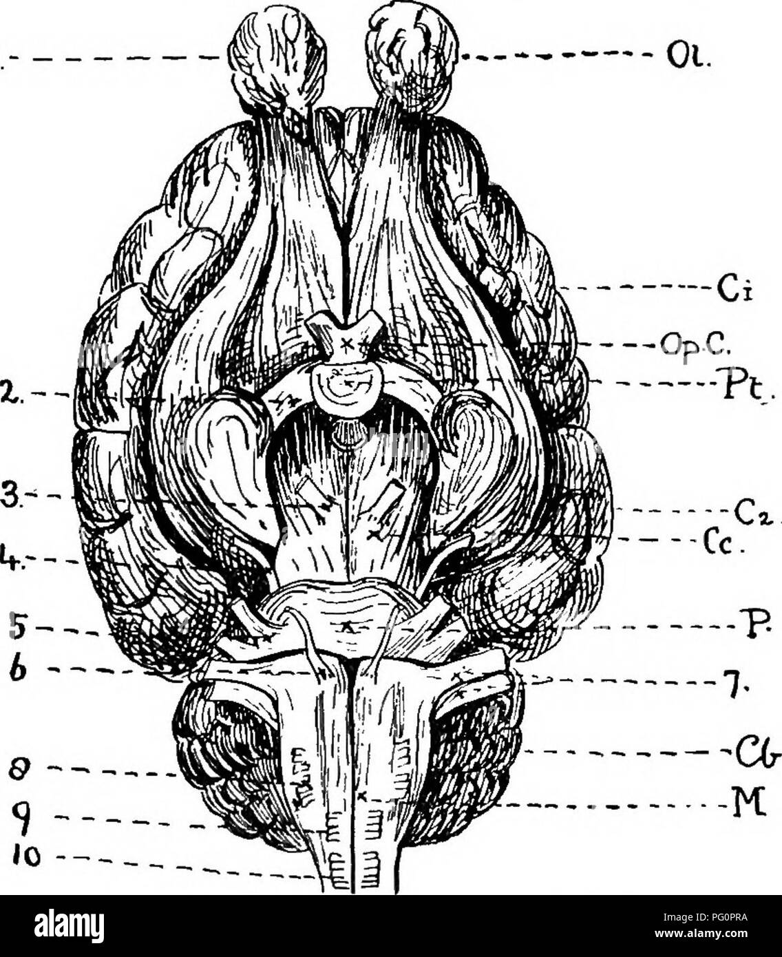 Ressource pédagogique sur la zoologie économique, axée sur l'anatomie, la physiologie et la gestion du bétail et des animaux économiquement importants. Banque D'Images