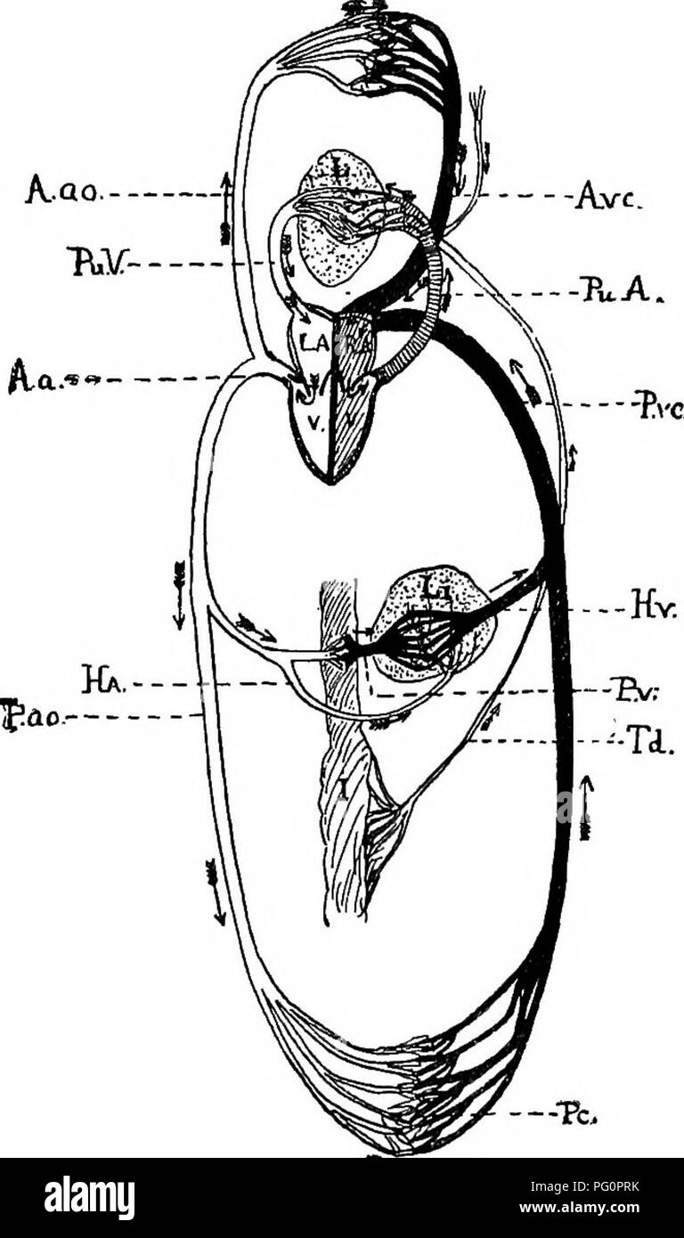 . Un texte-livre de zoologie agricole. Zoologie, économique. 312 ANATOMIE INTERNE DE CHEVAL. ouverture entre l'oreillette et du ventricule gauche par la valvule mitrale, qui a deux volets seulement. La partie auriculaire peut être dit de la constriction ventriculaire par un organisme externe. À partir de la. Fig, 162.-Schéma de la circulation du sang. LA RA et^ oreillettes gauche et droite ; V, ventricules ; L, poumons ; Li, le foie ; J, intes- tines ; A.VGj ou antérieure de la veine cave supérieure ; P.vc, postérieure ou vciia ; A.cava inférieure, un arc aortique ; A.ao, P.ao, antérieur et postérieur ; Ha, aorte artère hépatique ; veine hépatique, Ht ; PV, portal Banque D'Images