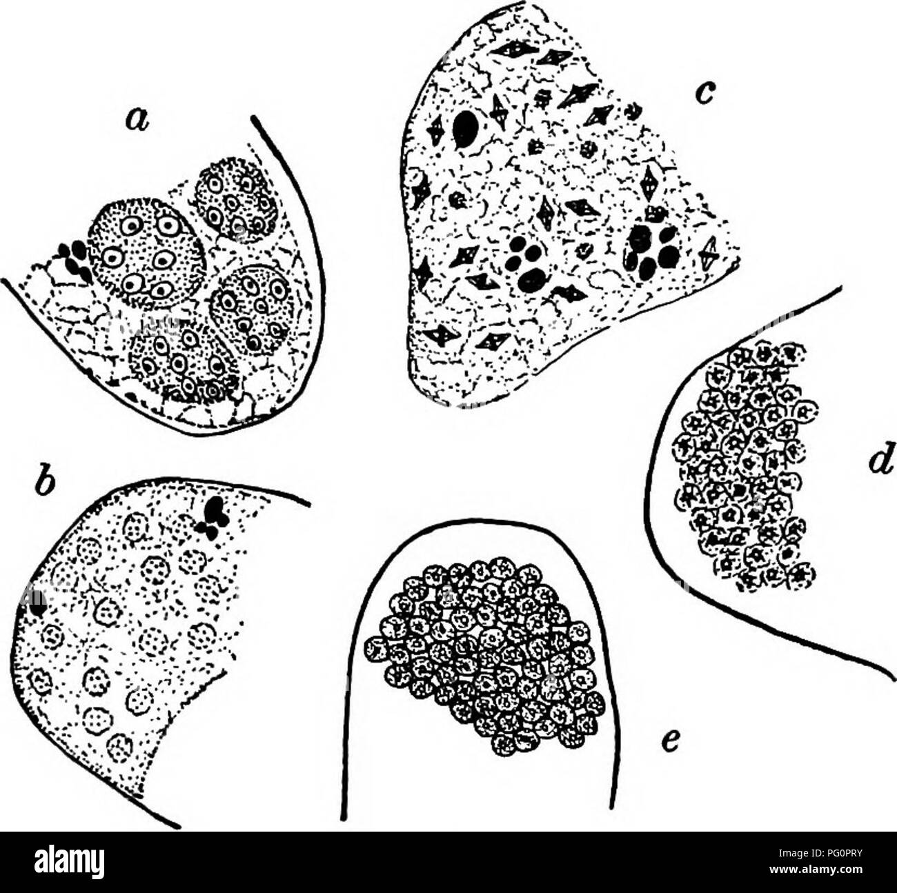 . Fungous les maladies des plantes : avec des chapitres sur la physiologie, les méthodes de culture et de technique . Les champignons dans l'agriculture. L'IOO FUNGOUS LES MALADIES DES PLANTES de la morphologie. Champignon et difformité. Le parasite est sup- posés pour l'admission à la plante hôte au cours de l'étape, swarmspore ou immédiatement à la sortie de l'swarmspore stade, il amceboidal dans le formulaire. Aucune observation n'a, cependant, ont été réalisés par rapport à la pénétration de l'hôte, et le sujet serait certainement un intérêt- ing. Une étude microscopique des sections de la racine malades montre que l'organisme est plus abondante dans les parenchymatous c Banque D'Images