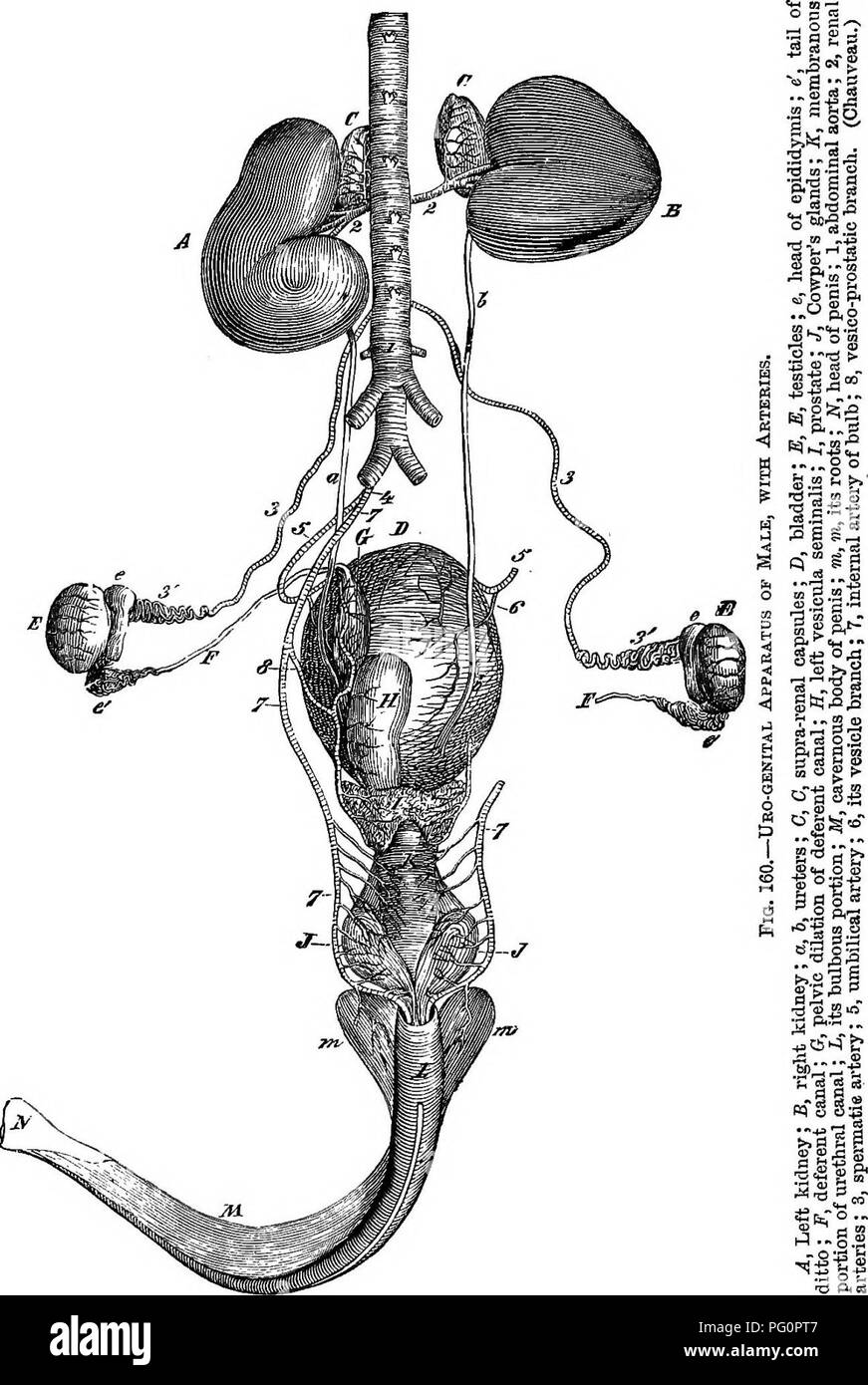 . Un texte-livre de zoologie agricole. Zoologie, économique. 308 ANATOMIE INTERNE DE CHEVAL.. Veuillez noter que ces images sont extraites de la page numérisée des images qui peuvent avoir été retouchées numériquement pour plus de lisibilité - coloration et l'aspect de ces illustrations ne peut pas parfaitement ressembler à l'œuvre originale.. Theobald, Frédéric Vincent, 1868-1930. Édimbourg et Londres, W. Blackwood and Sons Banque D'Images