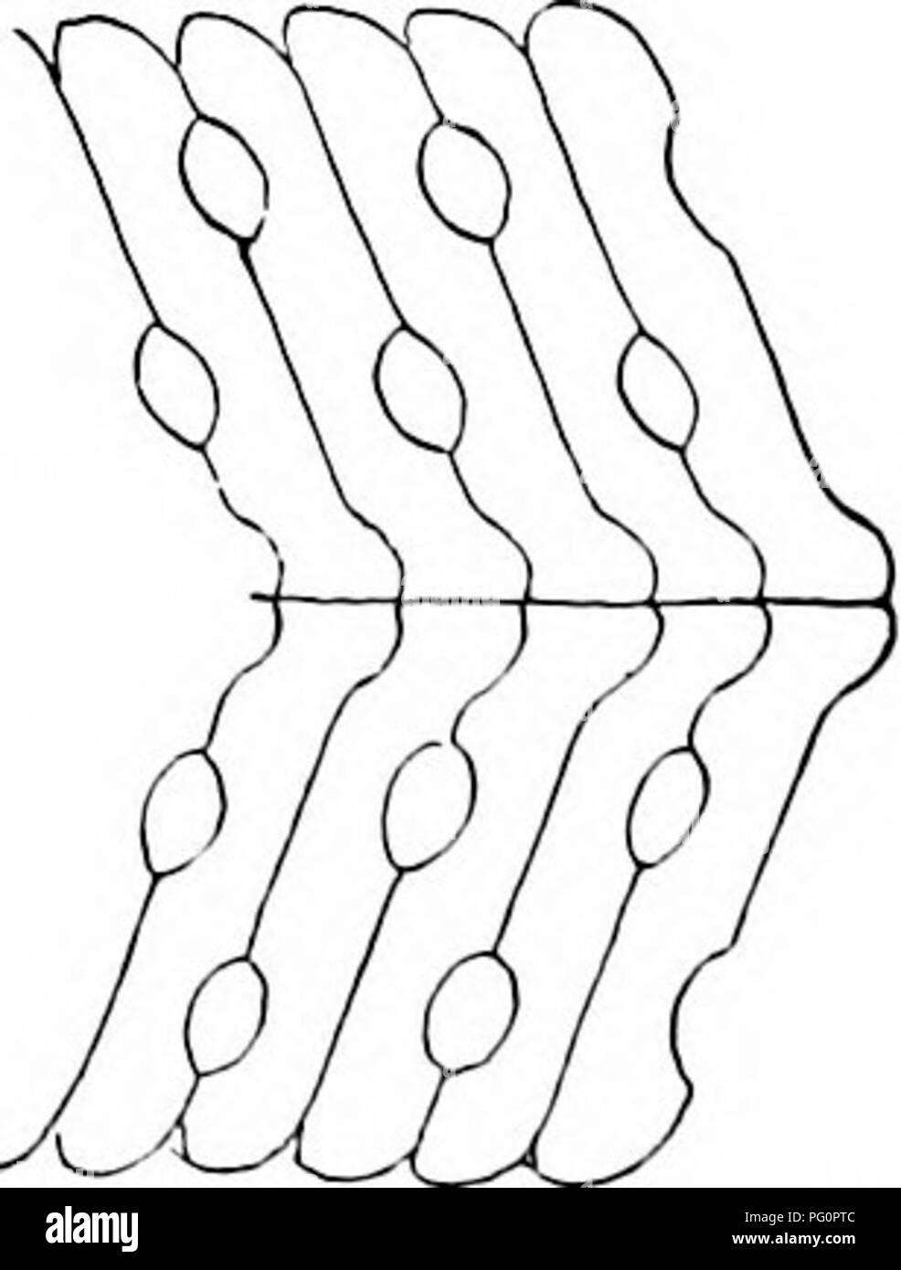  Un Manuel De Zoologie Zoologie Fig 287 4 Cross secUon Bras De 