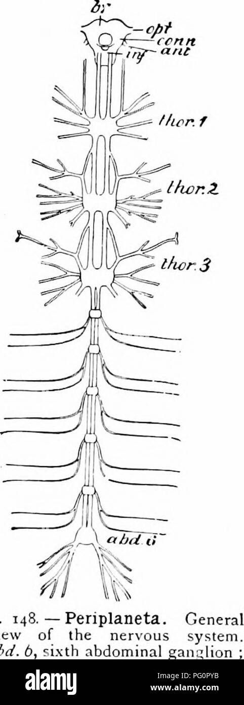 . Un manuel de zoologie. PHYLUM ARTHROPODA 249 Le sang-vasculaire est, en comparaison avec les autres systèmes d'organes, peu développée, la nécessité d'un système élaboré de bâtiments étant grandement diminué par la façon approfondie dans laquelle tous les organes sont fournis avec de l'oxygène par le biais de la trachée ?. Le sang est de couleur- moins, ou légèrement jaunâtre ou vert- ish. Un coeur tubulaire contractile divisé en interne en une rangée de huit chambres par un système de vannes s'étend à travers le- abdo hommes sur la partie dorsale. Le système nerveux (Fig. 148) est sur le même plan général comme dans le Crusta Banque D'Images