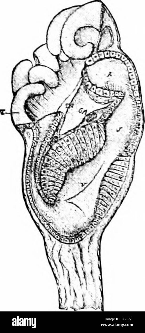 . Un manuel de zoologie. Zoologie. 2S4 ccelhel mixthes:oriL;dans de ces bateaux des calom followhig les points sont en faveur, (i) Le "entrale eord est enfermé dans le "sang entrai ; sinus (^j) le llagellale entonnoirs, de faire allusion à, se trouvent dans le sang;e. laeun ustially ampoulaire en espaces entre les ventrales et de sinus sanguins latéral. Les relations sont indiqués par Aiaulliolhicila Jiiij ptii'. parasite de poissons. Cela a deux vaisseaux sanguins de l'oliL;och:CCF, une cavité bodv diided par septa, et cha'ta-. En revanche, il^ leechlike est dans d'autres fonctions ; deux ventouses et se.xual Banque D'Images