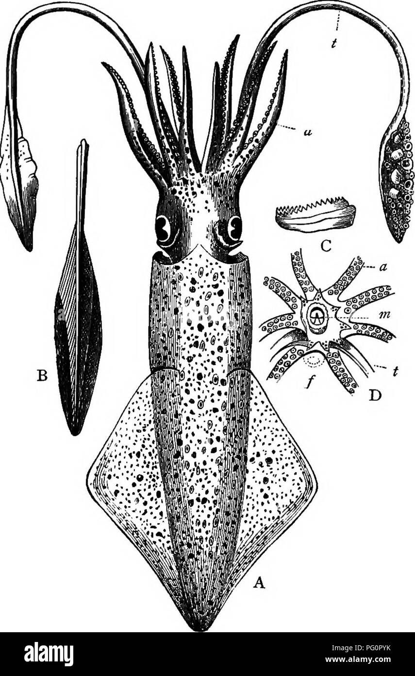 . Un texte-livre de zoologie agricole. Zoologie, économique. MOLLtrSCA. Cephalopoda 265.-La sont des céphalopodes la seiche, Nautilus, calmar, &amp;c. Dans ces nous trouvons une tête distincte, et la bouche est. Bof. 139.-Common Calamart. A, un céphalopode (LoUgo vulgaris) ; un tentacule, ordinaires ; &Lt ;, long tentacule, b, 8interne de l'enfer. c, vue latérale d'une des sucettes, n, vue de face de la tête ; un, bases d'armes ; t, tentacules ; m, bouche, /, entonnoir. (Nicholson.) entourée d'un cercle d'armes qui entendre nombre de drageons. Les bras sont des divisions du pied. Ces mollusques, dont beaucoup ont une coquille interne ( Banque D'Images