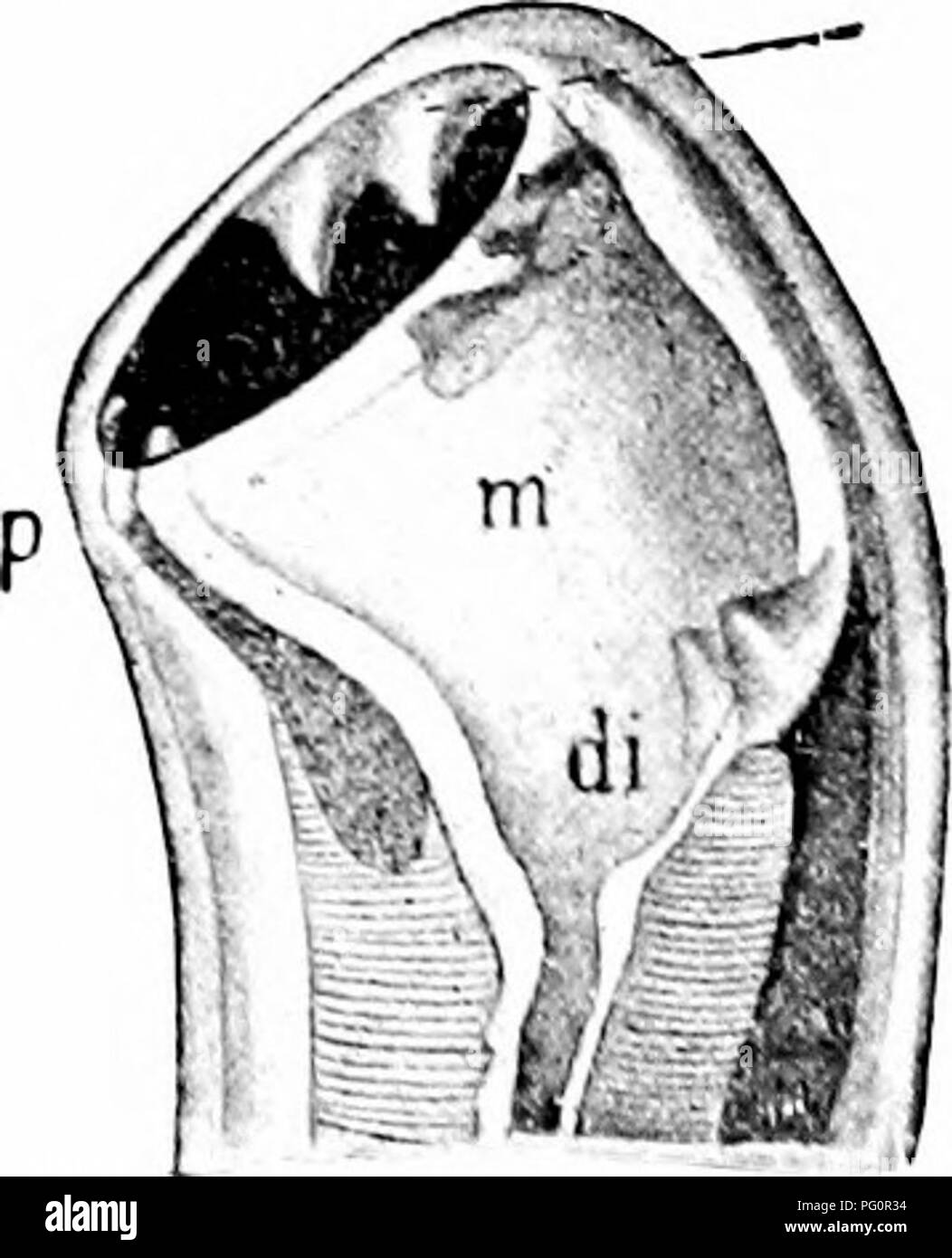 . Un manuel de zoologie. Zoologie. -Nageoires dorsale, fin, et 'entrale 'es avis de tête et hiiuier luinbricoidts fin de l'Ascaris mâle de Hatsclick,j.) mois, lorsque l'embryon est formé, s'est pris en l'intestin humain. 1 c)le développement il piinworm Oxxtiris la f, t'crw/AG/j/'/.s'*, est- ce qu'une semblable, sauf que les embryons sont développés dans l'œuf à l'litne de ovifiosition, et donc après un séjour plus court le outsicie capiable bodv sont d'in- fection. Le ver blanc, pas la moitié d'un pouce de long, vit dans le rectum, en particulier des enfants, et provoque des démangeaisons intolérables. Asioris /"v.7ii.v* est effectué Banque D'Images