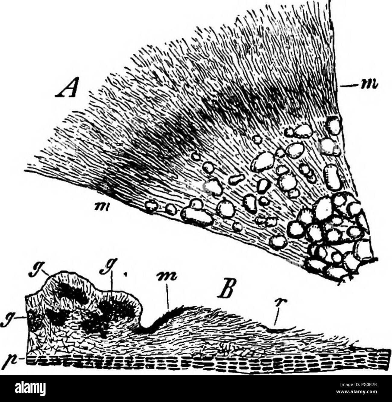 Cette étude explore la morphologie comparative des champignons, des mycétozoaires et des bactéries, en se concentrant sur leur structure biologique et leurs modes de vie. La recherche examine diverses formes de champignons et leurs interactions avec d'autres micro-organismes en biologie végétale et environnementale. Banque D'Images