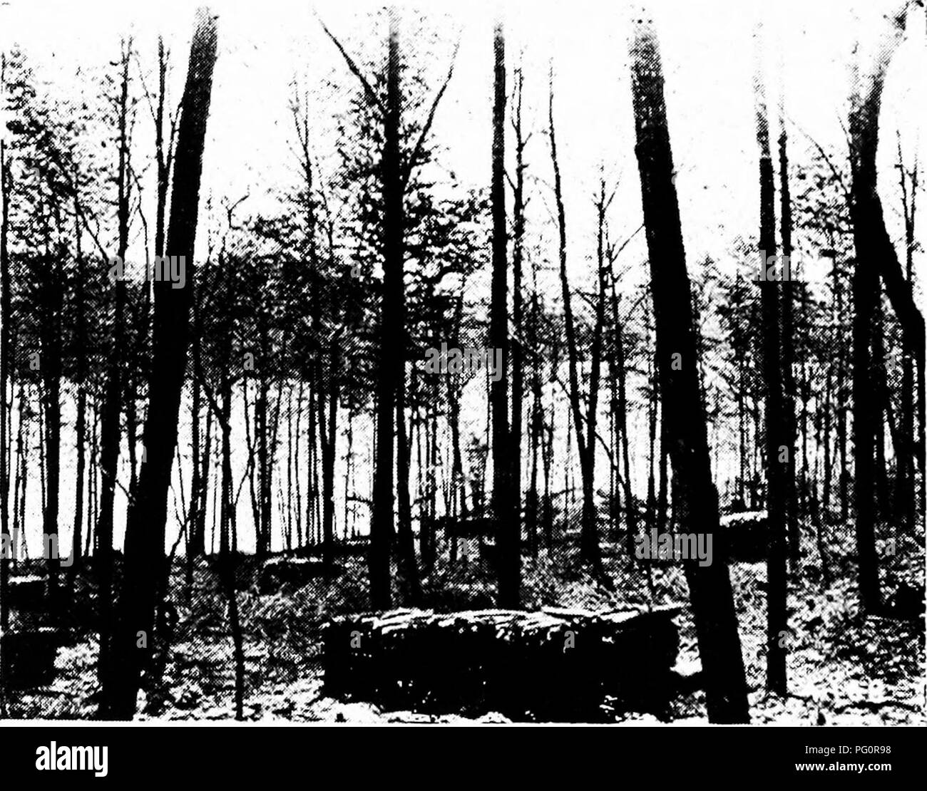 . Les principes de traitement des espaces boisés . Les forêts et la foresterie ; les feux de forêt. J'RIXCll 180 L'Ol' J.l.S HANUI.INC ; OODI.AXDS seedlinp bv œuvre;s. Dans ce va', l'homme)', les peuplements de feuillus qui sont coupés à un âge où la reproduction de germes est incertaine, sont suivies d'une croissance étonnamment bon deuxième. Usualh", cependant, les incendies utiliser o'er le sol à intervalles fréquents, ou les bovins sont autorisés à faire paître. F]c :. 38. -Un stand f)f bois durs, Crimposed Tiees ot de Sprout et origine des semis, après la première coupe dans les taillis Polewood Système. Le sud de New York. dans les bois ; et au moment de la c Banque D'Images