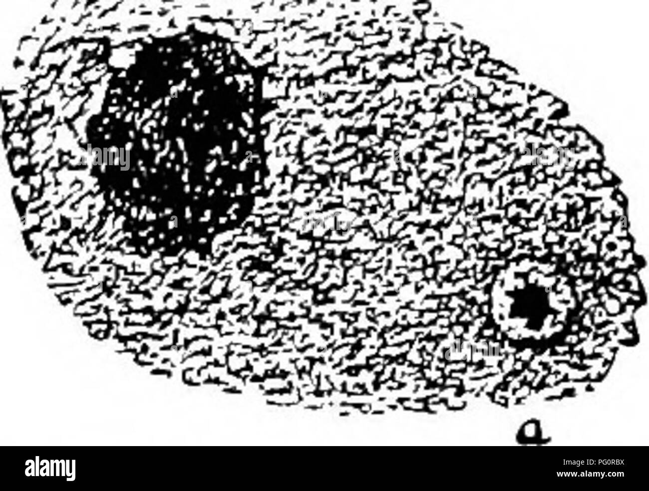 . Principes de culture végétale : an elementary treatise conçu comme un texte-livre pour les débutants dans l'agriculture et l'horticulture. L'horticulture, la botanique. :^j ?-un"i.'. Fig. 75. Un spot pcab agrandie. (Après Trelease).. Veuillez noter que ces images sont extraites de la page numérisée des images qui peuvent avoir été retouchées numériquement pour plus de lisibilité - coloration et l'aspect de ces illustrations ne peut pas parfaitement ressembler à l'œuvre originale.. Goff, E. S. (Emmett Stull), 1852-1902. Madison, Wisconsin (Etats-Unis) : E. S. Goff Banque D'Images