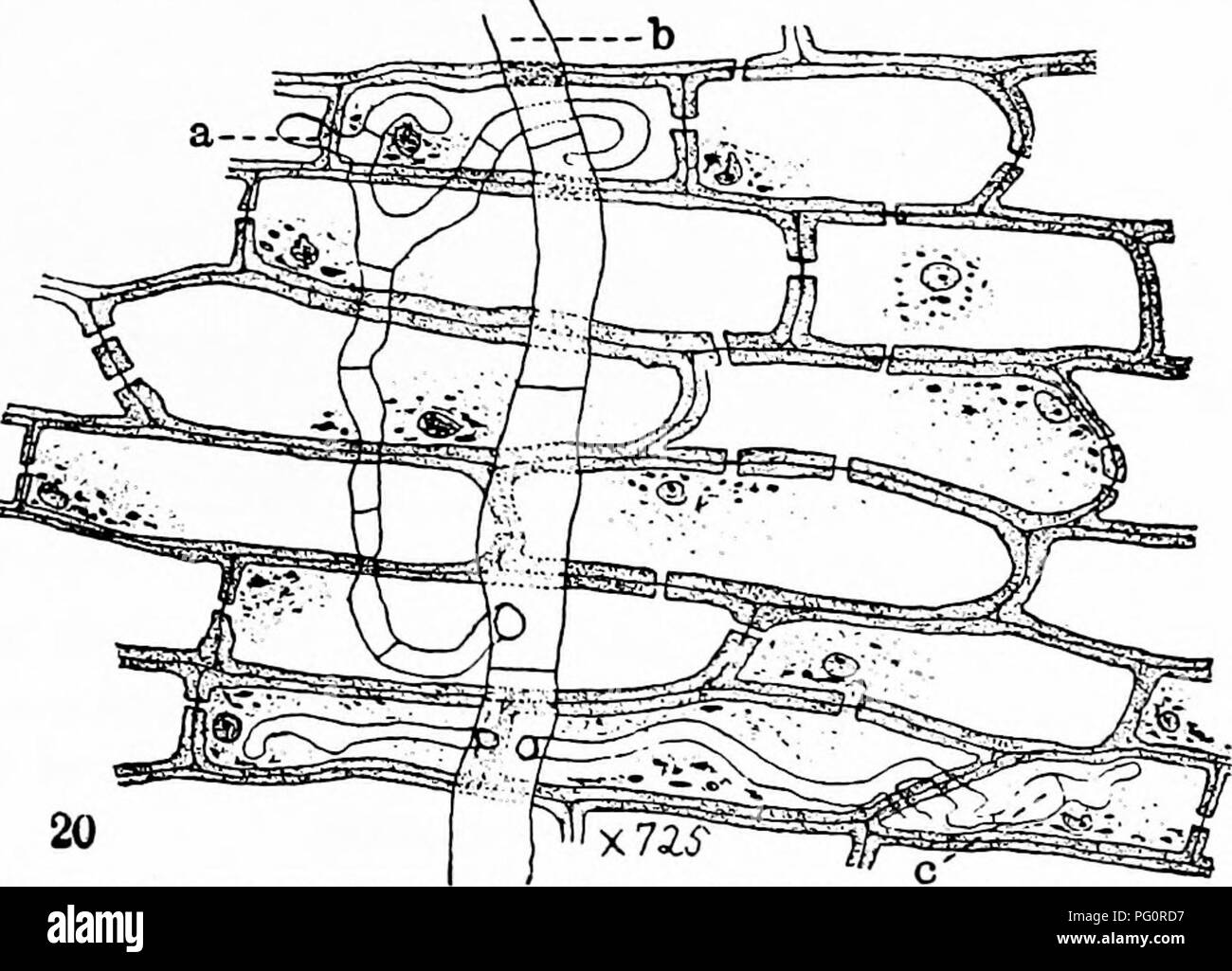 . Les champignons qui causent les maladies des plantes . Les maladies des plantes, les champignons. Fig. 327.-Clitocybe parasitica. Après Wilcox. 1 LG. 328.-Clitoc'i'être parasitica, entrant dans le mycélium ray médullaires. Après "ilcox.. Veuillez noter que ces images sont extraites de la page numérisée des images qui peuvent avoir été retouchées numériquement pour plus de lisibilité - coloration et l'aspect de ces illustrations ne peut pas parfaitement ressembler à l'œuvre originale.. Stevens, Frank Lincoln, 1871-1934. New York : Macmillan Banque D'Images