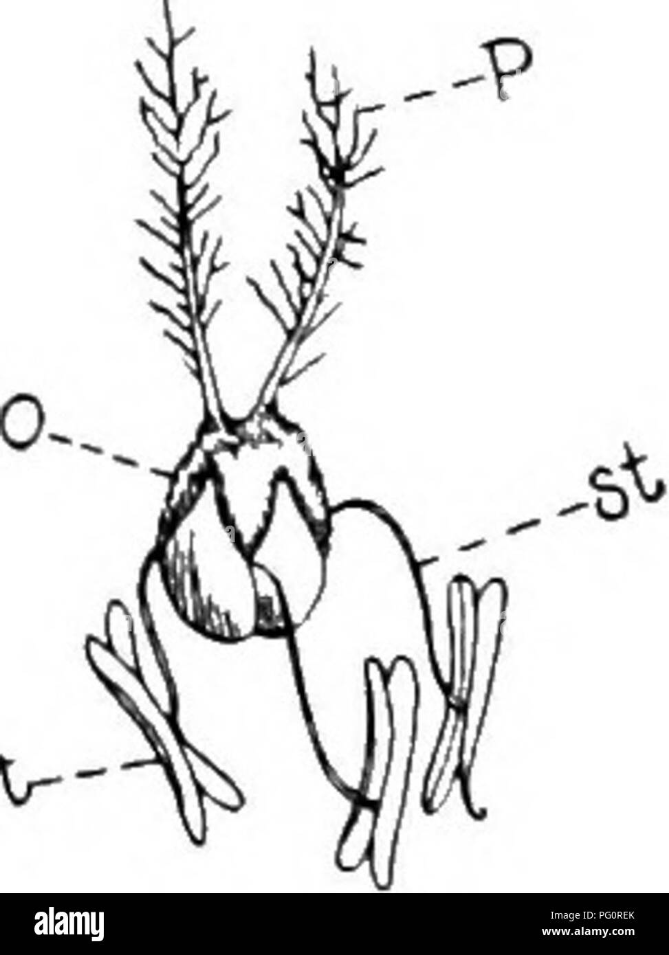 . Principes de culture végétale : an elementary treatise conçu comme un texte-livre pour les débutants dans l'agriculture et l'horticulture. L'horticulture, la botanique. "--"B&gt ;. bV- FiG. 51. Fig. Wl. Fig. 53. Fig. .51. Épillet de blé ; St. stameos {Après Lamout et Decaisne). Fig. 52. La même disséqué, x, l'axe de l'épillet ; g,glumes ; bl, b2, l'est rien ; Bl, B2, fleurs déplacées de l'axe de l'est rien ; p s, l'intérieur n'est rien ; a, f ; anthères, de l'ovaire. Prantl (après). Fig. 53. Fleur de blé, élargies ; st., p ; étamines pistil ; o, de l'ovaire. (Après Lamout et Decaisne). Échelle des pièces qu'à la base, g. g. sont cal Banque D'Images