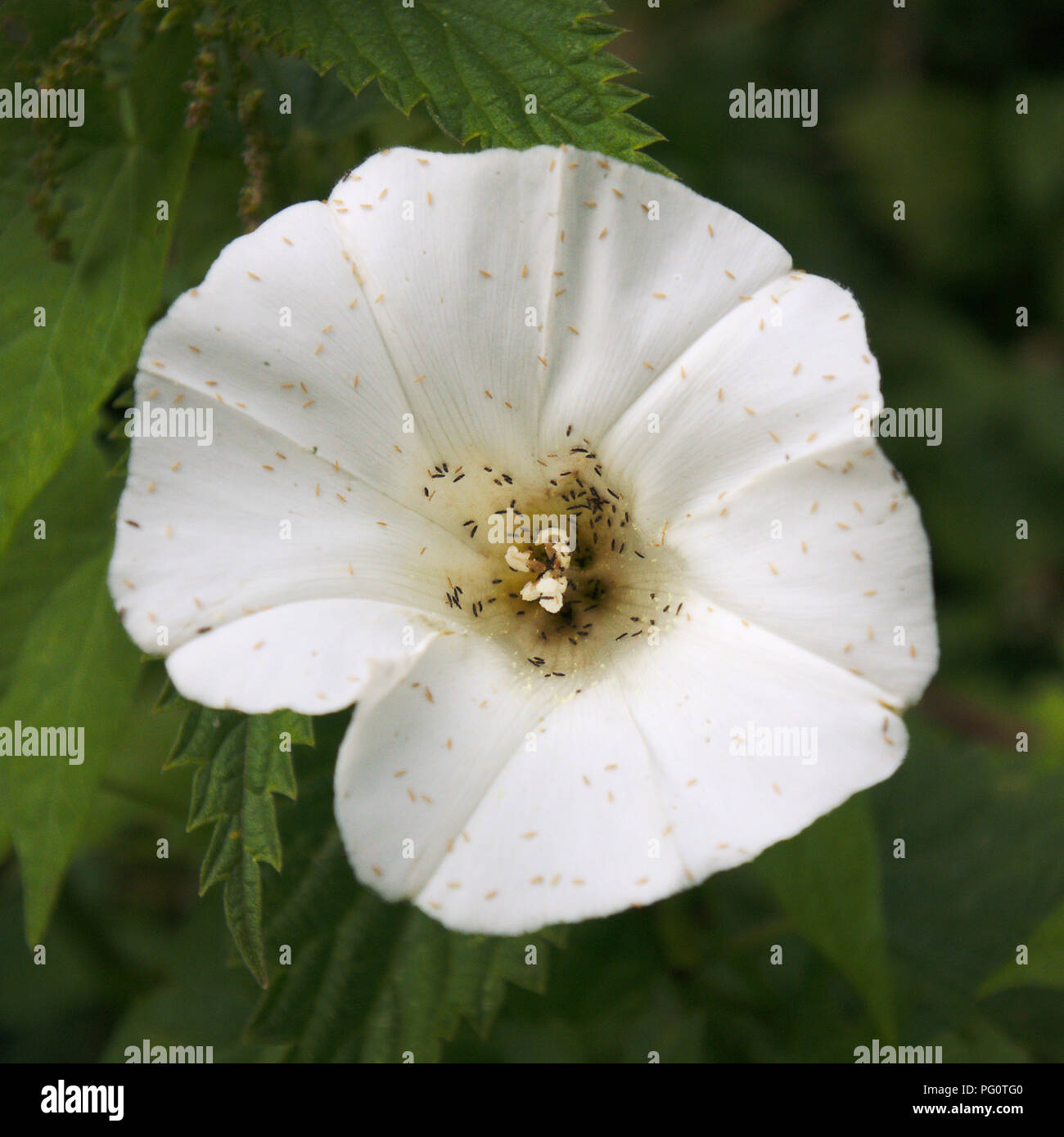 De minuscules insectes jaune sur une fleur des champs. Banque D'Images