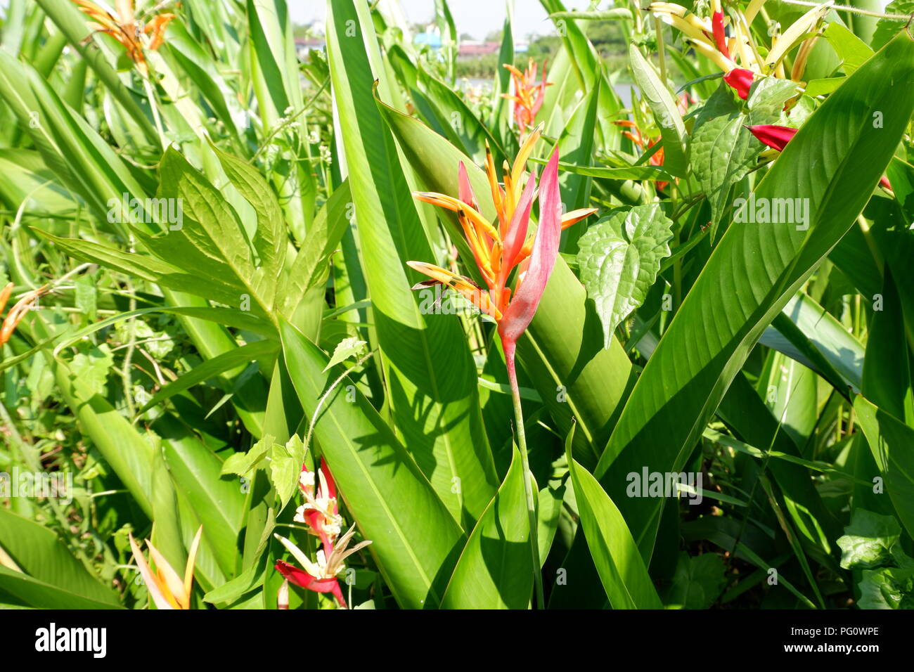 Belles fleurs dans le jardin Banque D'Images