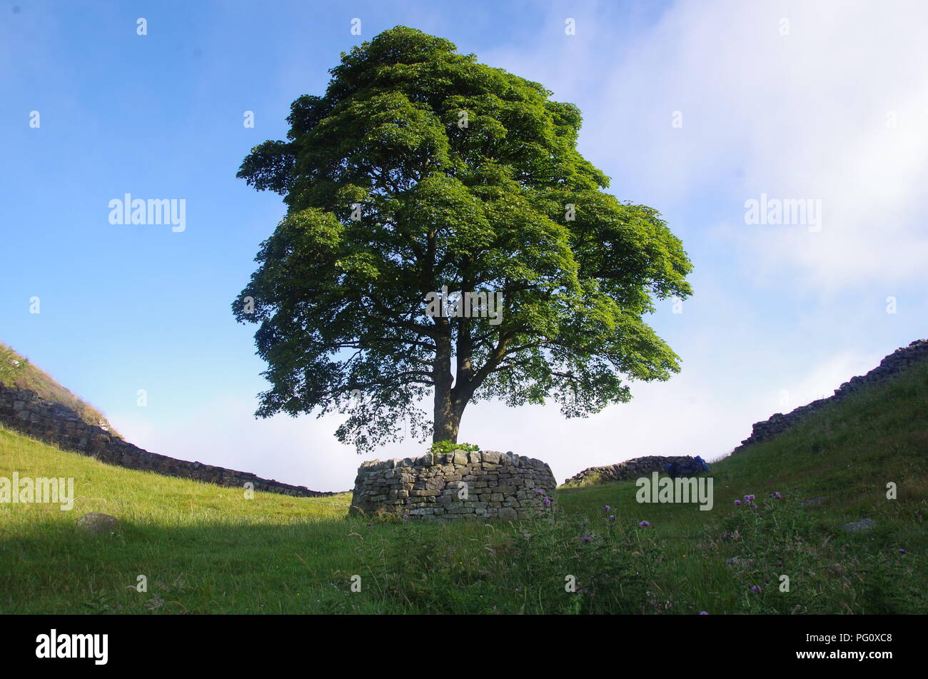 Arbre Généalogique De Hadrien _ Généalogie de HADRIEN Traianus ...