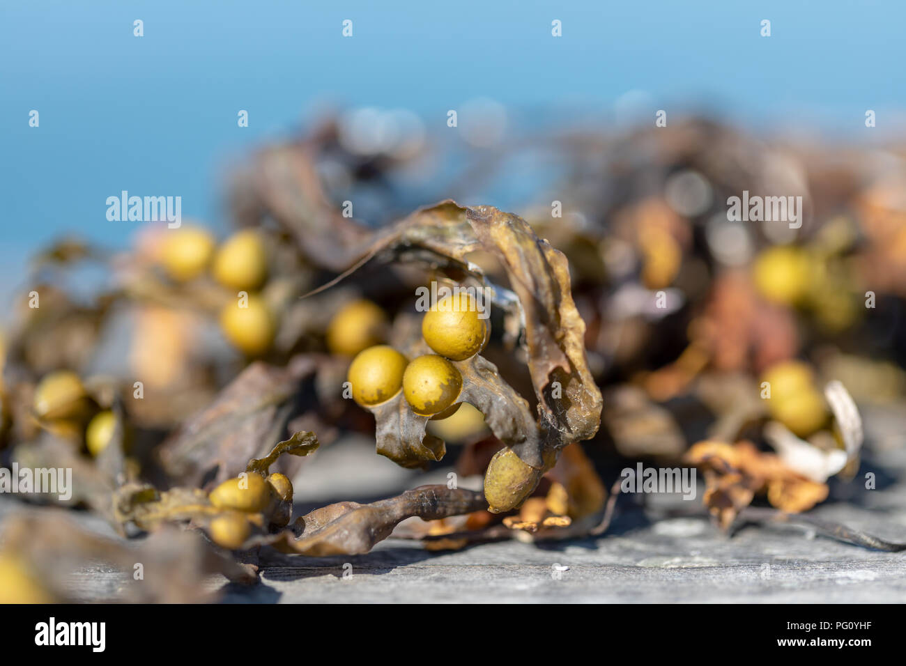 Fucus vésiculeux sèches (Fucus vesiculosus) sur la jetée en bois ; Taarbaek, Danemark Banque D'Images