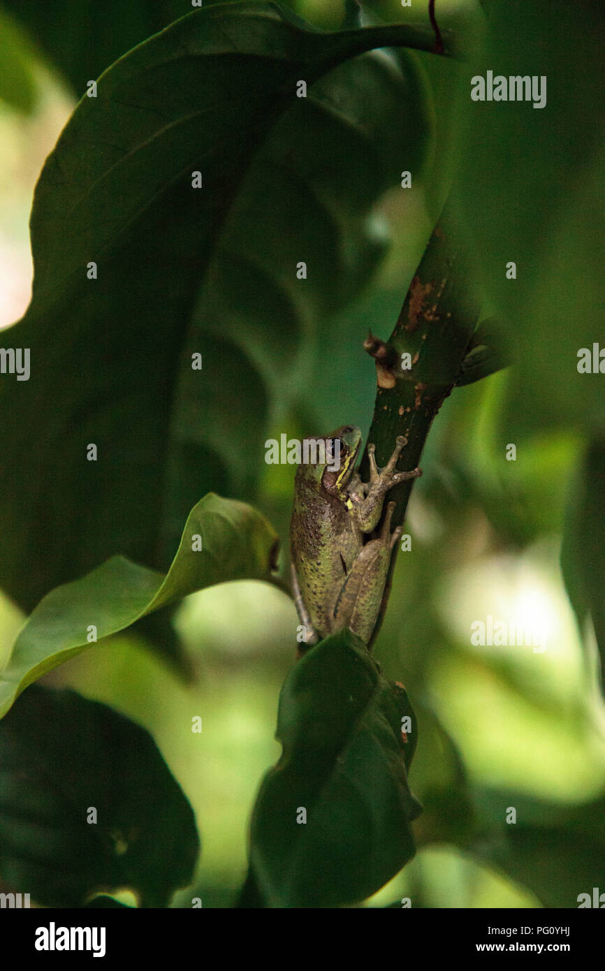 Osteopilus septentrionalis rainette cubaine, situé sur le côté d'une feuille dans un jardin tropical. Banque D'Images