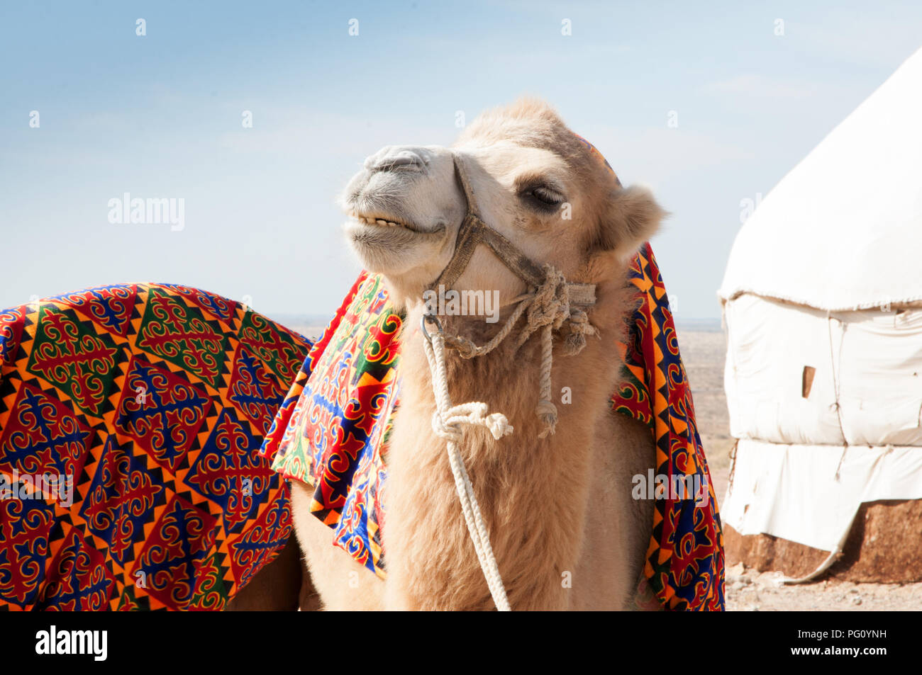 Portrait de drôle de fourrure blanche camel en face du camp de yourte en Asie centrale, l'Ouzbékistan Banque D'Images