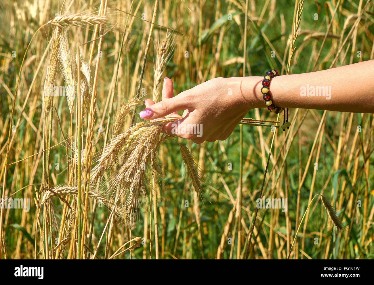 De belles mains d'une jeune femme sur le champ de blé collecte récolte background Banque D'Images