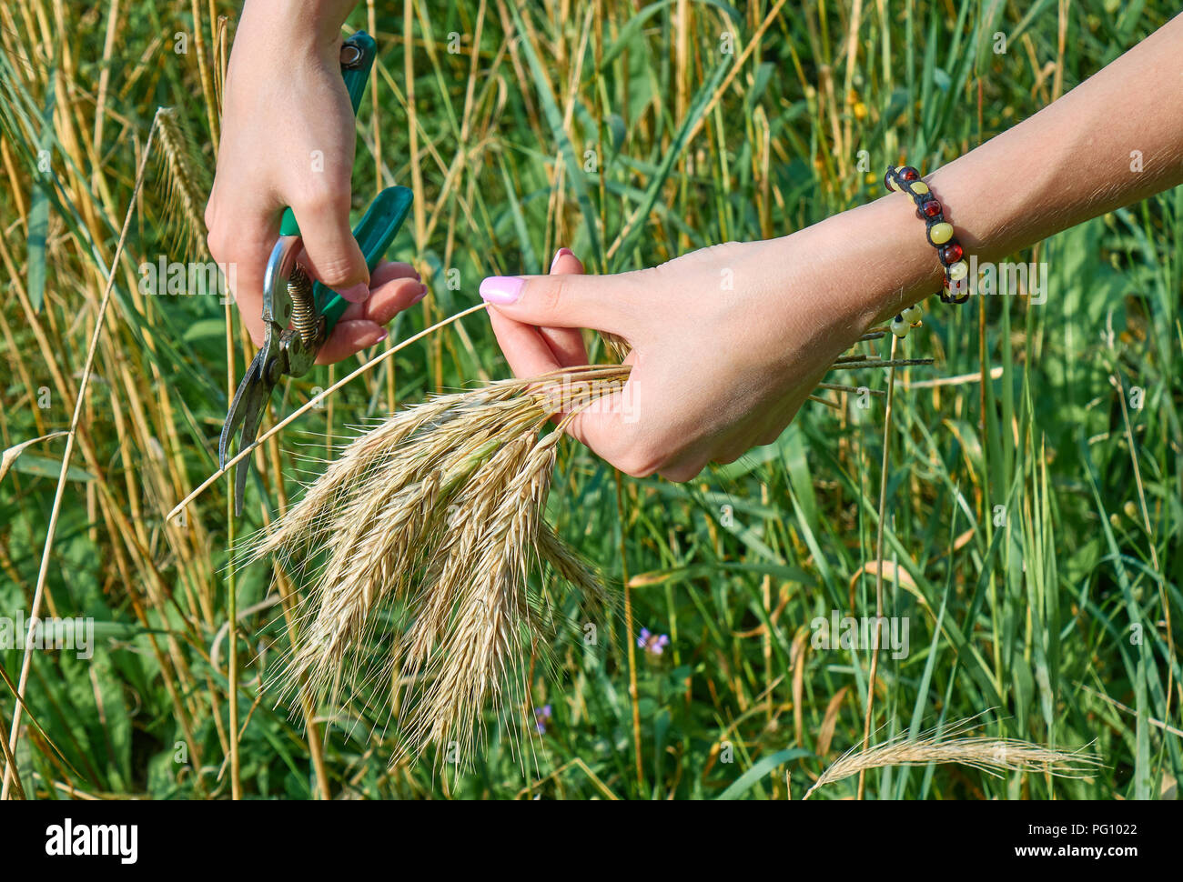 De belles mains d'une jeune femme et de rassemblement sur le champ de blé de coupe saison des récoltes background Banque D'Images