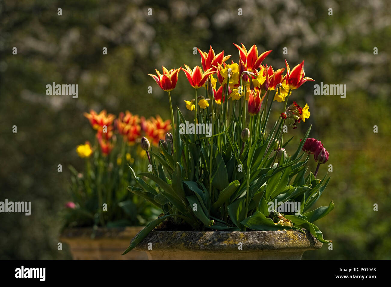 Tulipes colorées à Knebworth House Royaume-Uni Banque D'Images