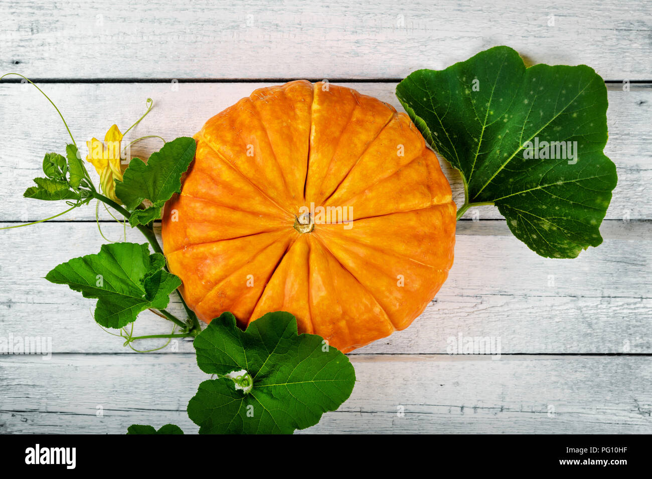 La récolte d'automne - pumpkin sur fond de bois blanc Banque D'Images