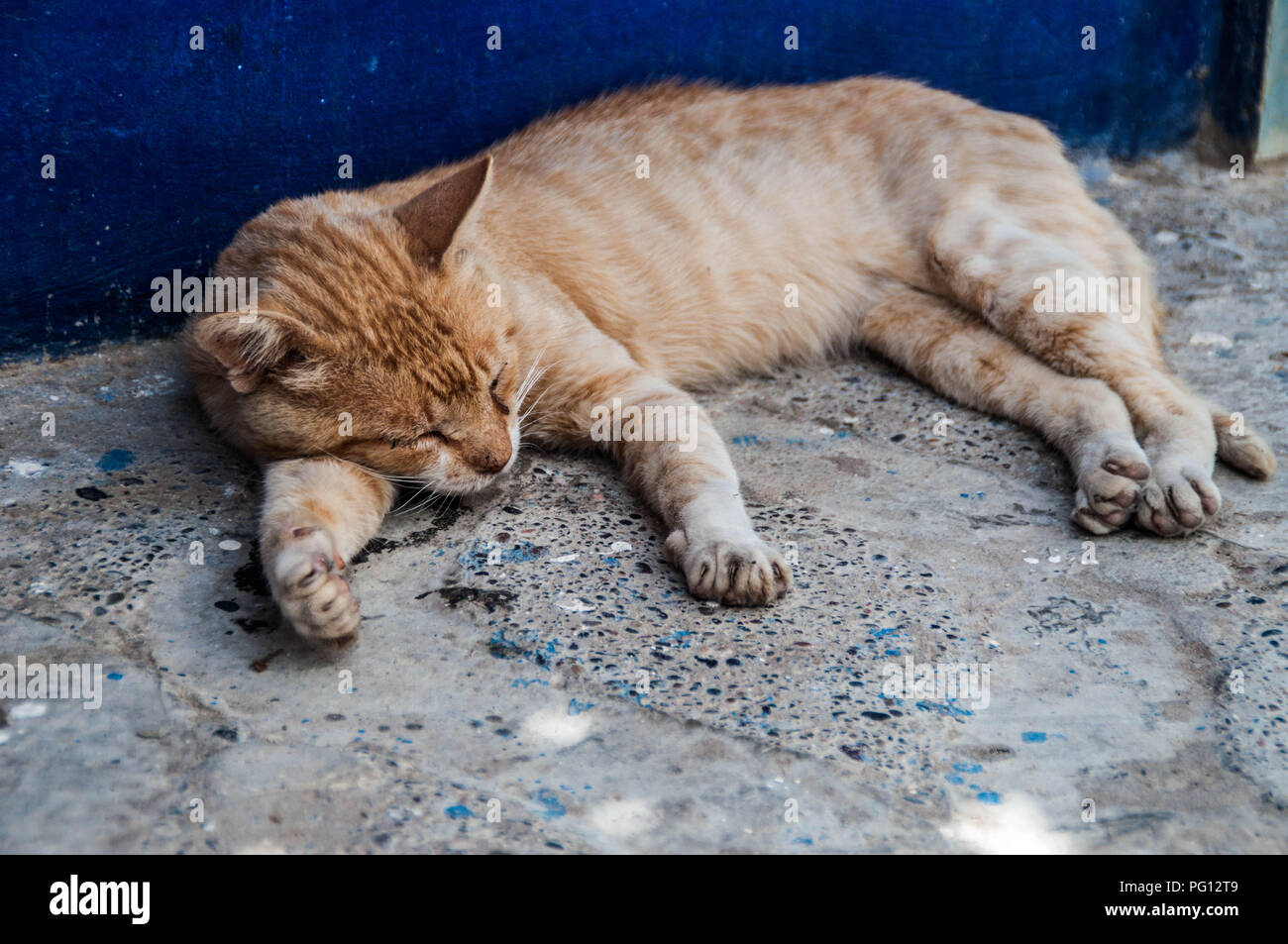 Un adorable chat dormant sur la rue Banque D'Images