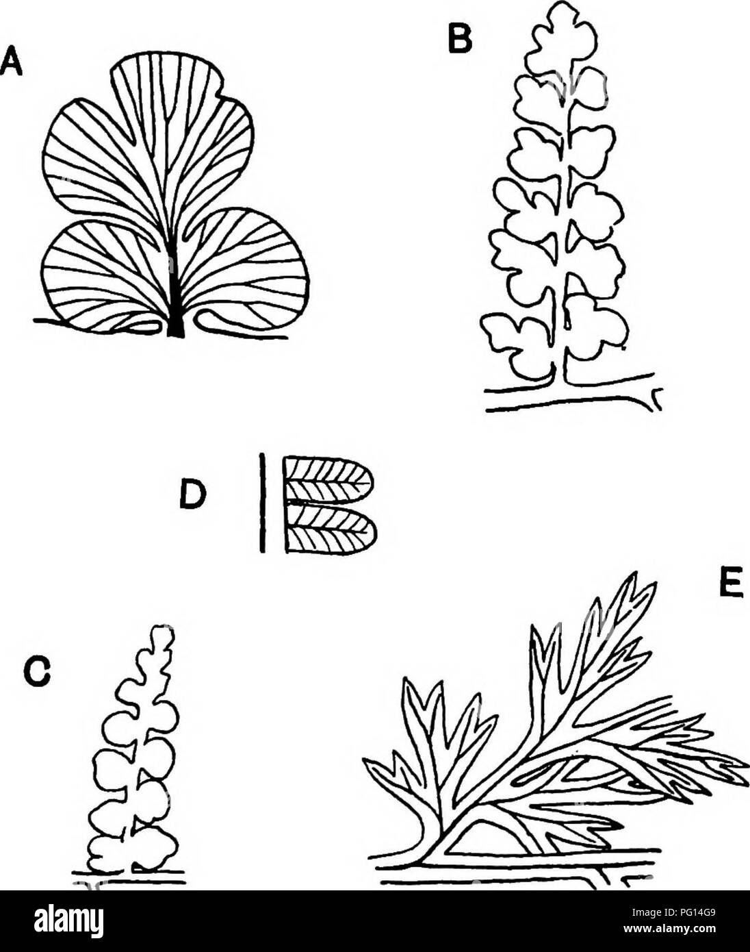 . Plantes fossiles : pour les étudiants de la botanique et de la géologie . La paléobotanique. XXVIl SPHENOPTERIS] lobifolia 529 Cladophlebis (Phil.) est un cas d'espèce ^. Dans cette fougère, que certains auteurs parlent de, sans raison suffisante, comme lobifolia^ Dicksonia, le plus bas pinnule est grand et de formes différentes de celles des autres.. Fio. 352. A. Sphenopteris ohtusiloha. Pinnule. (Agrandi. Après Zeiller.) B, C. S. ohtusiloha. (^ nat. taille. Après Zeiller.) D. Pecopteris arhorescens. (Légèrement élargie. Après Zeiller.) E. Sphenopteris furcata { Diplotmema furcatum  =). (Un peu en- larged. Zeilfer Sphenopteris après.). Banque D'Images