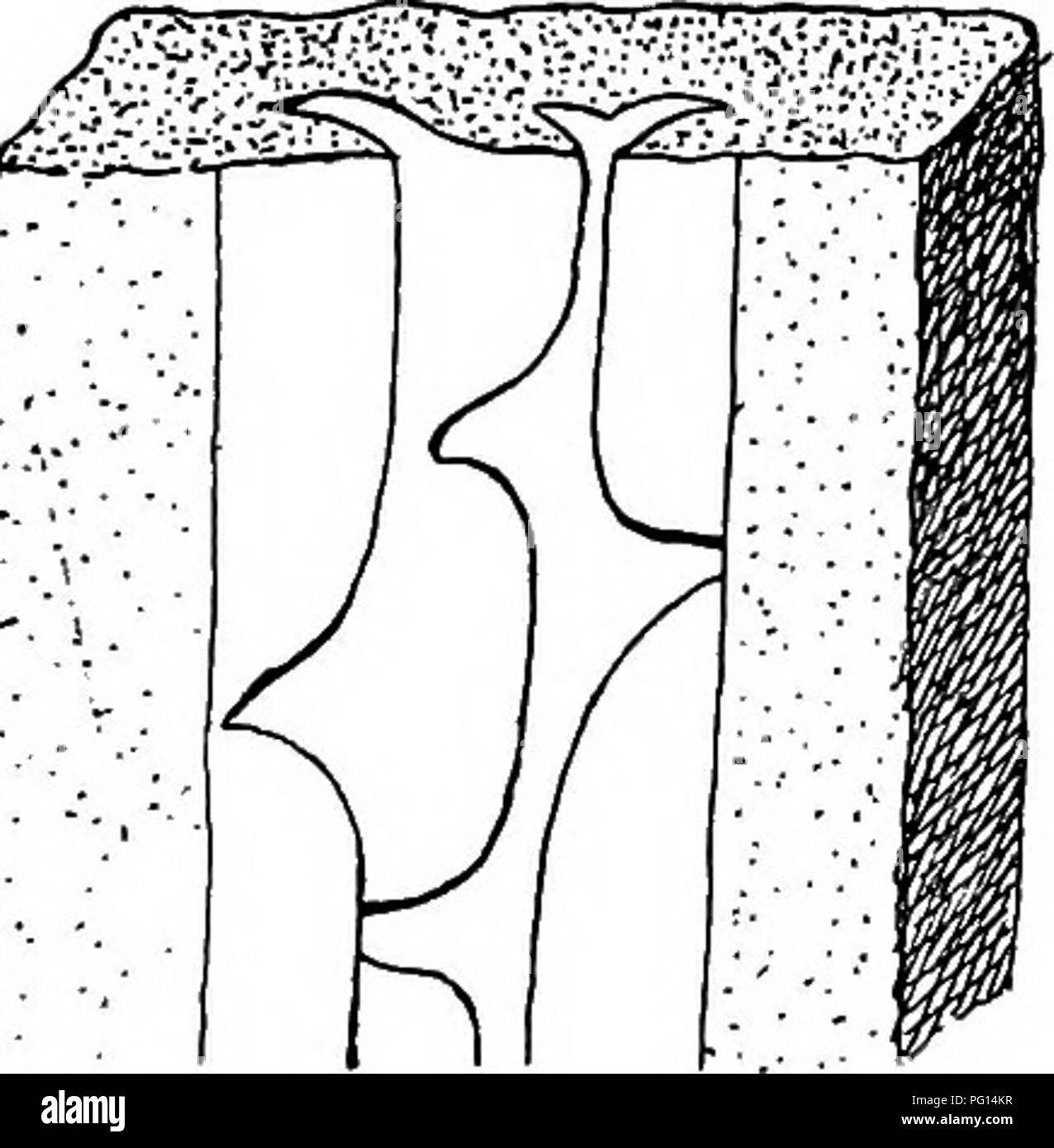 . Plantes fossiles : pour les étudiants de la botanique et de la géologie . La paléobotanique. XXVIl] GLOSSOPTERIS 503 ce qu'un diagramme de vue longitudinale et transversale une Vertebraria ; le bras rayonnants représentés dans la section transversale (fig. A) sont les côtes de la tige ou les ailes et les segments entre eux sont des intrusions des matériaux sédimentaires. La surface rectangulaire caractéristique de la surface d'une Vertebraria sont les segments s'rock : elles sont séparées à intervalles par rainures transversales, qui marquent le cours de B. Veuillez noter que ces images sont extraites de la page numérisée des images qui peuvent avoir Banque D'Images