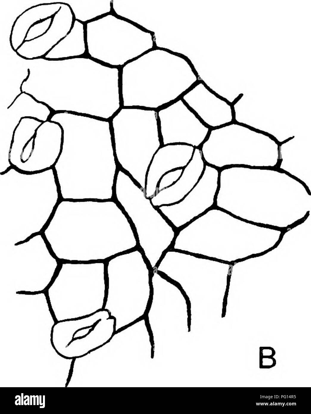 . Plantes fossiles : pour les étudiants de la botanique et de la géologie . La paléobotanique. Fig. 326. A. Regnellidium diphyllum Lind. Feuille simple et pétiolées sporo- carpes. (Je taille. nat. Après Lindman.) B. cuticule des Sagenopteris rhoifolia. (Après Schenk.) de Sagenopteris avec les membres de cette famille. Dans Regnellidium les feuilles sont différents de ceux de Marsilia en portant deux au lieu de quatre feuillets, et dans l'ancien les veines sont fourchus, à plusieurs reprises et ne s'anastomosent comme dans Marsilia. En la possession des deux seuls dépliants Regnellidium est d'accord avec certaines formes de Sagenopteris (fig. 328). 1 Solms-Laubaoh (91) A. p. 182. 2 Banque D'Images
