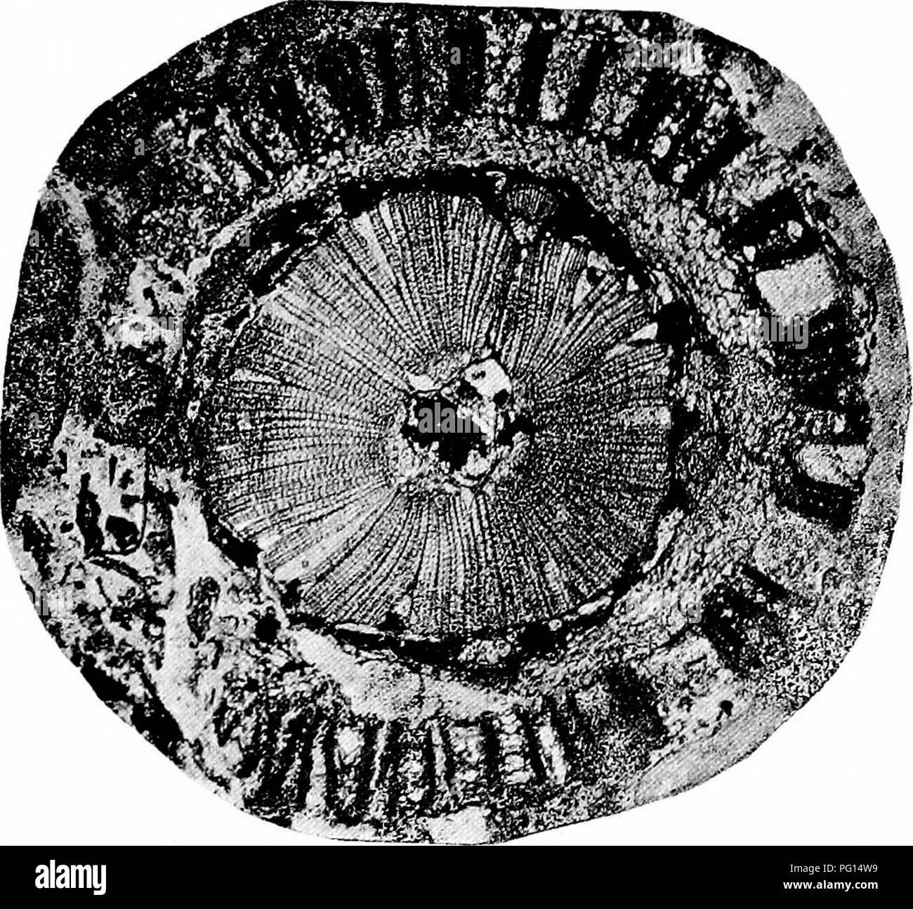 . Plantes fossiles : pour les étudiants de la botanique et de la géologie . La paléobotanique. XXIX] LYGINOPTERIDEAE 39 i. Tige. Les souches pétrifiées sur lequel Binney fondé l'espèce a été trouvé par le Dr Arber^ à partir d'un article de la collection Binney dans le Sedgwick Museum, Cambridge : cette section (13mm de diamètre) est reproduit en fig. 402. Caractéristiques les plus frappantes sont : (i) le caractère véritable composé d'un nombre exceptionnellement élevé et irrégulier de the groupe parenchyme à paroi épaisse, (ii) le cylindre large de xylème secondaire manoxylic caractérisé par des rayons médullaires multisériés, (iii) le cortex externe composé de Radiall Banque D'Images