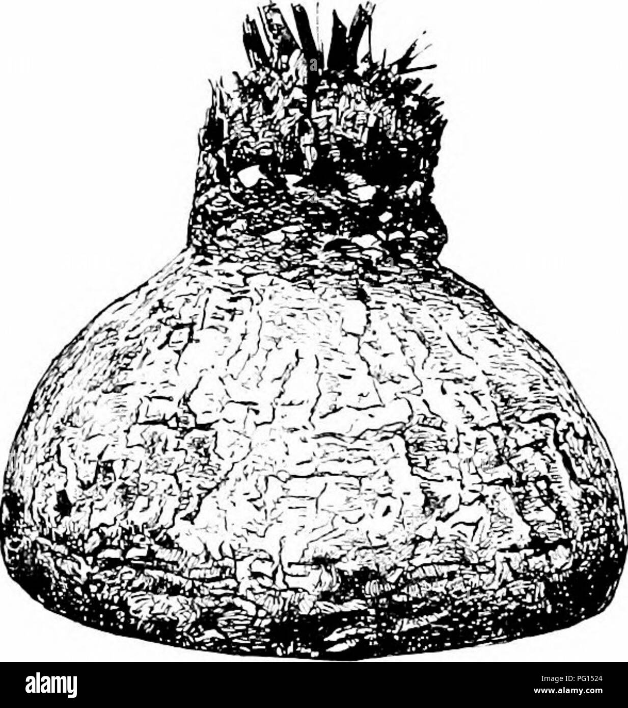 Bowerch . Plantes fossiles : pour les étudiants de la botanique et de la ...