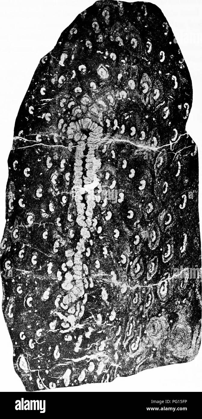 Ce travail fournit des descriptions détaillées des plantes fossiles, comme Osmundites Kolbei, avec des informations sur leur taille et leur histoire géologique, aidant les étudiants en botanique et en géologie dans leurs études sur les plantes anciennes. Banque D'Images