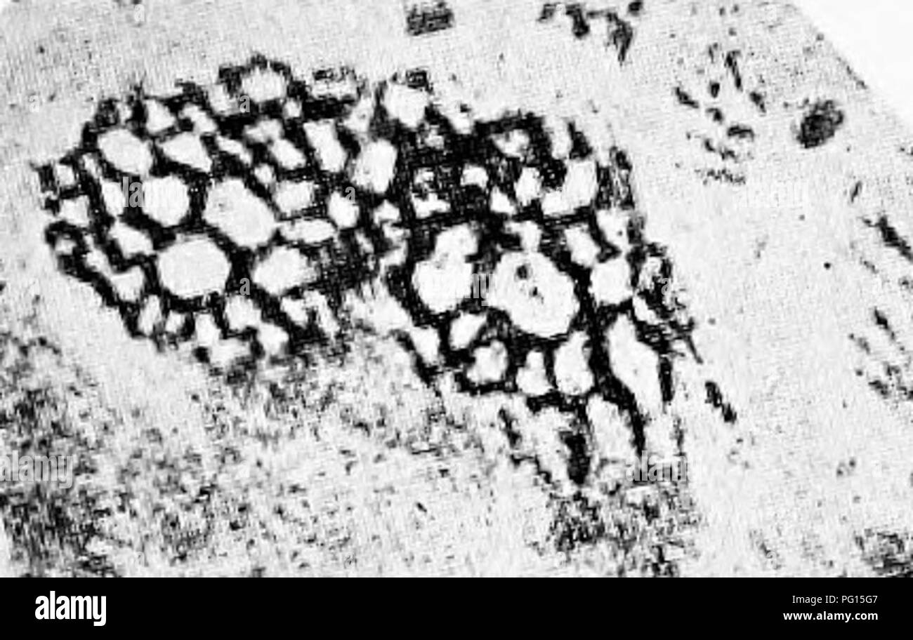 . Plantes fossiles : pour les étudiants de la botanique et de la géologie . La paléobotanique. XXl] OSMUNDACEAE 333 les pétioles et les pétioles des feuilles d'échelle avec une lamina avortés. Une association similaire de deux formes de feuille est vu dans les espèces américaines Osmunda Claytoniana et O.cinnamomea. Le cortex et l'armure de leaf-bases sont pénétrées par diarch de nombreuses racines. Le cylindre du xylème, six à sept la trachée large, est caractérisée par la de diamètre plus étroit de ses éléments les plus secrets et-un point important par le fait que le détachement d'une feuille-trace ne rompt pas la continuité du vérin du xylème (fig. Banque D'Images
