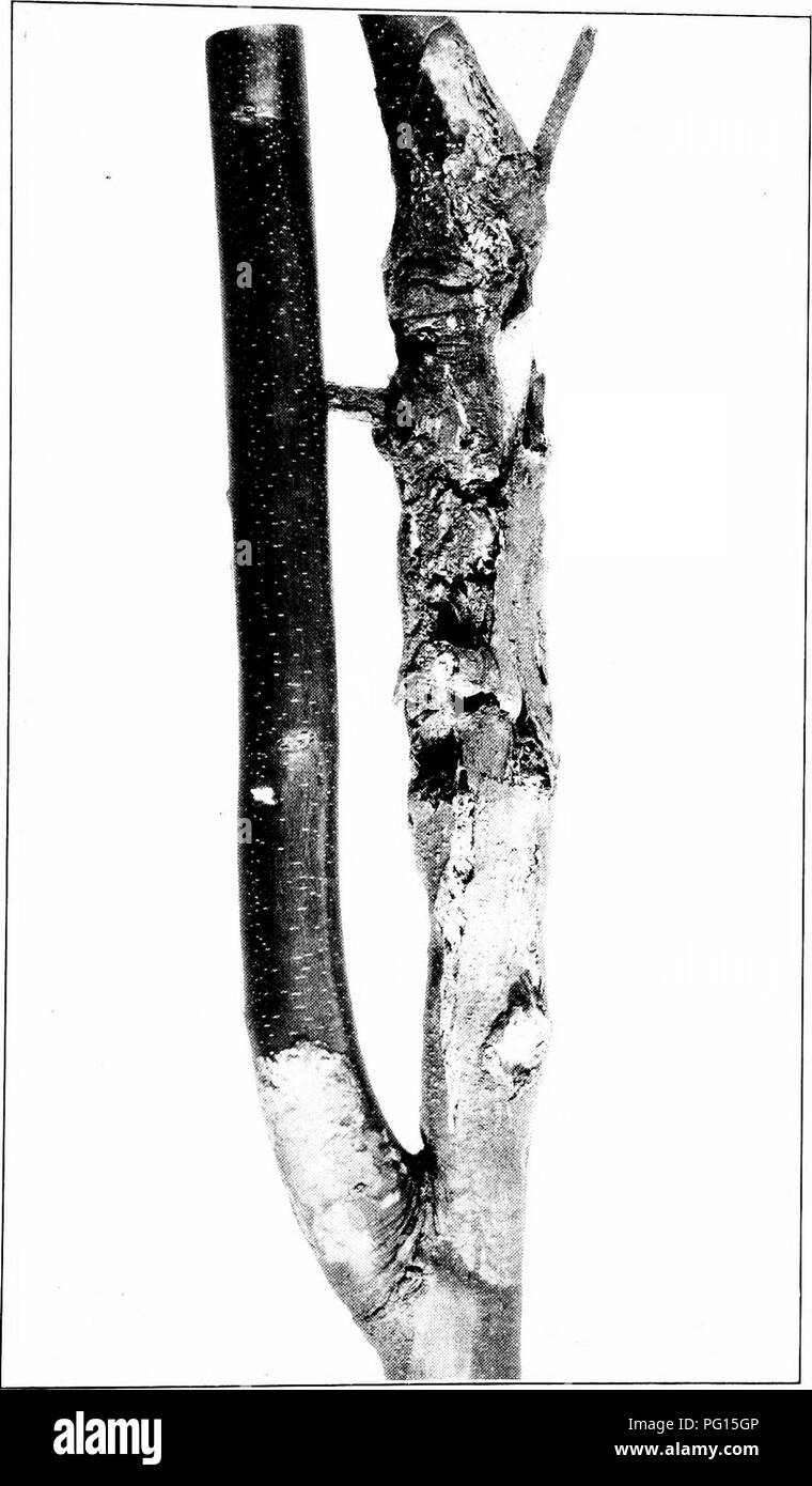 . La brûlure du châtaignier. La brûlure du châtaignier châtaignier ;. Cir. 370, U., Dept, de l'agriculture Plate III. Une branche de châtaignier, montrant un jeune Chancre bactérien à la base d'une branche latérale en contraste avec les plus anciens de Split sur le chancre de la tige principale (Oiie-l] luilural ilf;taille). Veuillez noter que ces images sont extraites de la page numérisée des images qui peuvent avoir été retouchées numériquement pour plus de lisibilité - coloration et l'aspect de ces illustrations ne peut pas parfaitement ressembler à l'œuvre originale.. 1906-1960 Banque D'Images