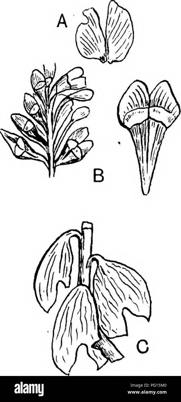 . Plantes fossiles : pour les étudiants de la botanique et de la géologie . La paléobotanique. I-] SCHIZOLEPIS 441. par un pédoncule étroit-Kke partie basale (fig. 808, B). Schenk membres qu'il y a deux graines anatropes à chaque échelle, mais il n'est pas clair si le nombre réel de graines sont présents. Schizolepis Follini Nathorst. Dans cette espèce de l'Ehaetic^ la flore de Scania échelles bilobée sont sessiles et plus large que chez S. Braunii. Dans certains spécimens il semble y avoir deux graines près de la base d'une échelle. Saporta^ ce qui concerne les écailles des cônes de l'espèce-type et S. Follini qu'une double structure, la trans- verset ligne indiquée par Schen Banque D'Images