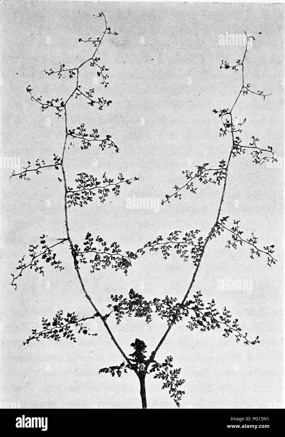 . Plantes fossiles : pour les étudiants de la botanique et de la géologie . La paléobotanique. XX] RÉCENTES FOUGÈRES 299 Il convient de noter que, bien que certaines caractéristiques végétatives peuvent dans certains cas être cité sous-famille de caractères, de telles caractéristiques ne sont généralement pas de beaucoup de valeur à partir d'un point de vue taxonomique.. Fio. 232. Davallia aculeata. (| nat. taille.) alors que les fougères arborescentes typiques sont pratiquement tous les membres de l'Cyatheaceae, quelques membres d'autres familles, p. ex. Tudea harhara (Osmundaceae) et l'Indien genre monotypique (Brainea Pol}-. Veuillez noter que ces images sont extraites de la page numérisée des images qui peuvent avoir été digital Banque D'Images