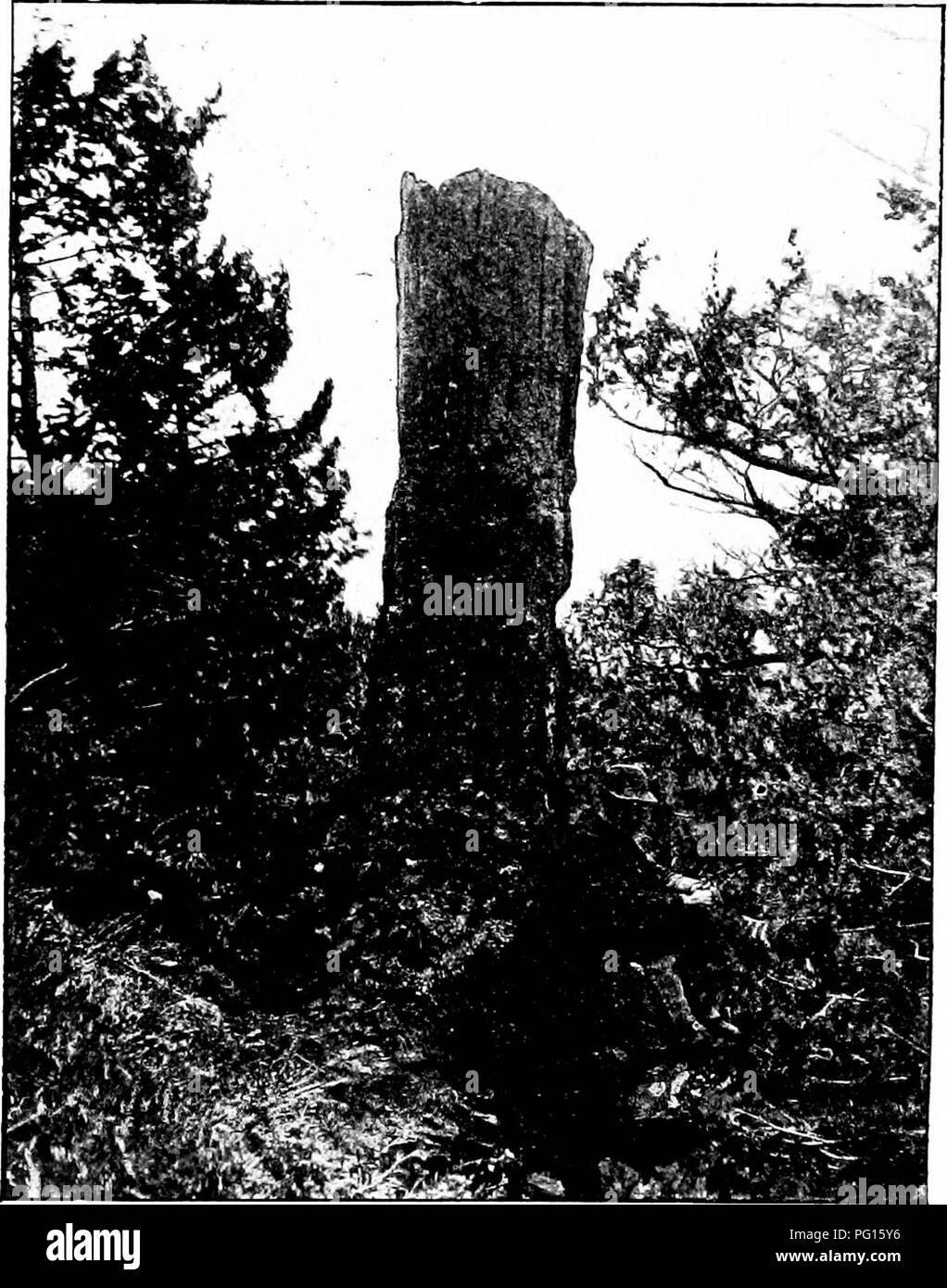 . Plantes fossiles : pour les étudiants de la botanique et de la géologie . La paléobotanique. SEQUOnNBAB 348 [CH. et une hauteur de 30 ft. (Fig. 764). Les détails sont imparfaitement pre- servi : quelques-uns des trachéïdes présentent des traces de simple et double rangées de petites ponctuations aréolées, mais pas de fosses sont affichées sur les murs de la cellules des rayons médullaires. Eesin-parenchyme est abondant et. Fig. 764. Arbre pétrifié dans le Parc National de Yellowstone (Sequoia amplifiés Knowlton). (À partir d'une photographie gracieusement fournis par le professeur Knowlton.) dispersés comme dans Cupressinoxylon : il est douteux que le bois de sequoia peut être distingué de celui de l'al. Banque D'Images