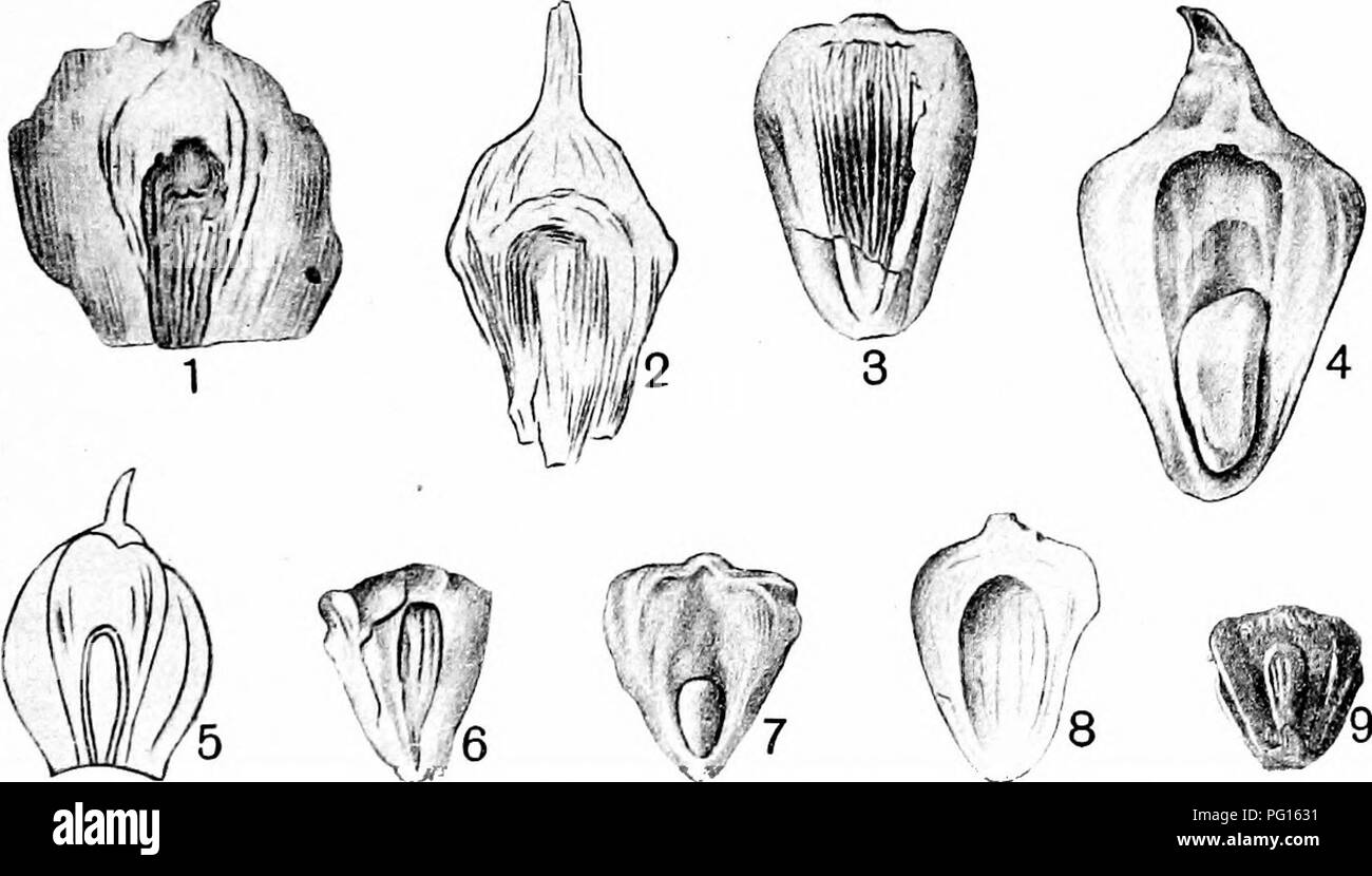 . Plantes fossiles : pour les étudiants de la botanique et de la géologie . La paléobotanique. XLV] ARA-TJCARITES 263 le nombre d'espèces : il est évidemment impossible de déterminer avec certitude quelle valeur doit être joint à la différences de taille moyenne ou à de légères variations dans la forme, mais le point principal est que le cône cônes et les échelles de l'Araucarian-type sont parmi les plus connues des fossiles du Jurassique. Les exemples choisis sont choisis dans l'illustration de cette déclaration et de référence à d'autres, seront trouvés dans certaines des sources citées dans les notes. Araucarites Phillipsi Carruthers. Carruthers^ desc Banque D'Images