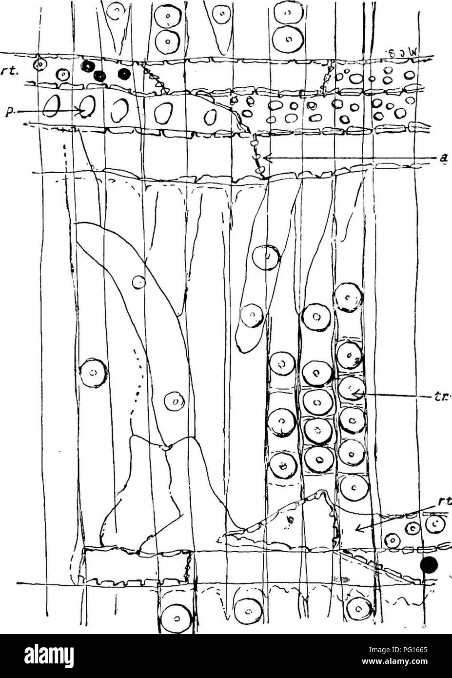 . Plantes fossiles : pour les étudiants de la botanique et de la géologie . La paléobotanique. CONIFBRALES 226 [CH. Hollick comme Pinus triphylla, etc. La caractéristiques anatomiques sont les suivants :-cernes étroits, pas clairement indiquées en raison de l'enceinte de l'été étant plus minces que les trachéides de ces dernières espèces de Pinus ; parenchyme du xylème confinée à la périphérie de la. Fig. 727. Pityoxylon Benstedi. Section radiale montrant les piqûres de la trachée, tr ; il, ray-trachéides ; j), cellules des rayons avec de grandes fosses ; une Abietineous typique, de piqûres dans les murs des cellules de rayons médullaires. (Après Stopes.) les canaux de résine qui se produisent dans une partie de la Banque D'Images