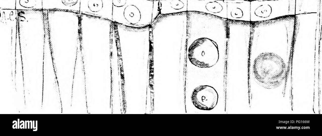 . Plantes fossiles : pour les étudiants de la botanique et de la géologie . La paléobotanique. Fig. 726. Pityoxylon Sewardi. Section radiale montrant trachéides, tr, dans un rayons médullaires ; c, le parenchyme des rayons avec de simples fosses. (Après Stopes.) automne-bois et les canaux horizontaux se produisent dans les rayons lenticulaires medul- lary : certains des canaux sont occupés par de grandes cellules arrondies comme les thylles. Les ponctuations aréolées sur les parois radiales des trachéïdes forment une ou deux lignes ; dans ce dernier cas, les fosses sont en général. Veuillez noter que ces images sont extraites de la page numérisée des images qui peuvent avoir été retouchées numériquement pour rea Banque D'Images