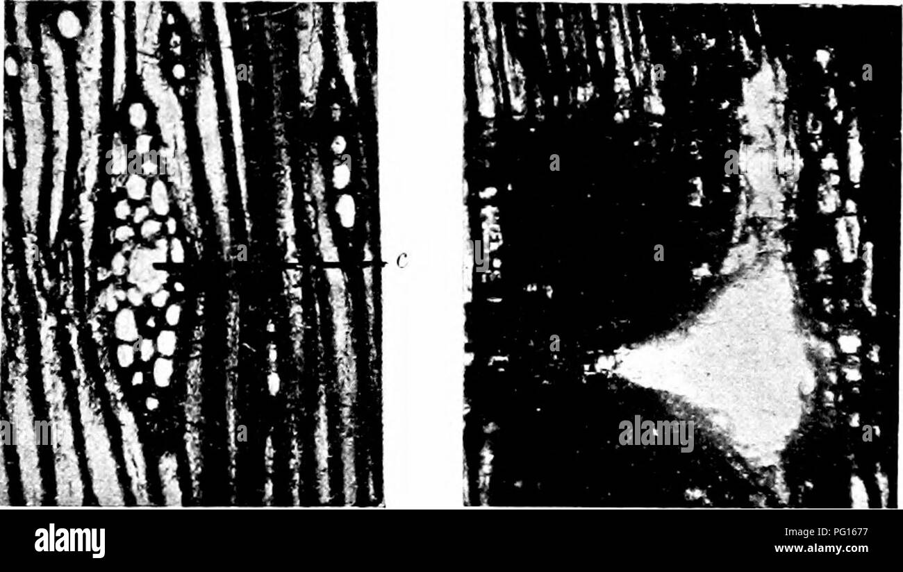. Plantes fossiles : pour les étudiants de la botanique et de la géologie . La paléobotanique. Fig. 72.5. Pityoxylon ttiggenst ; c, résine-canal dans un rayon médullaire fusiformes. (British Museum, 51427, 51641, 51727.) de large ; la réduction du diamètre de l'été-trachéides de s'étend sur plusieurs lignes, la transition étant beaucoup plus progressif que dans certains types de bois résineux. Un trait caractéristique est l'apparition de taches plus ou moins circulaires où les trachéides ont été détruits à l'exception d'un seul ou d'un des trachéides dans Sclumpor Kraus (72) A. p. 378. .Schimper et Schenlv (90) A. pp. 855, 874. Schroeter (80) Banque D'Images