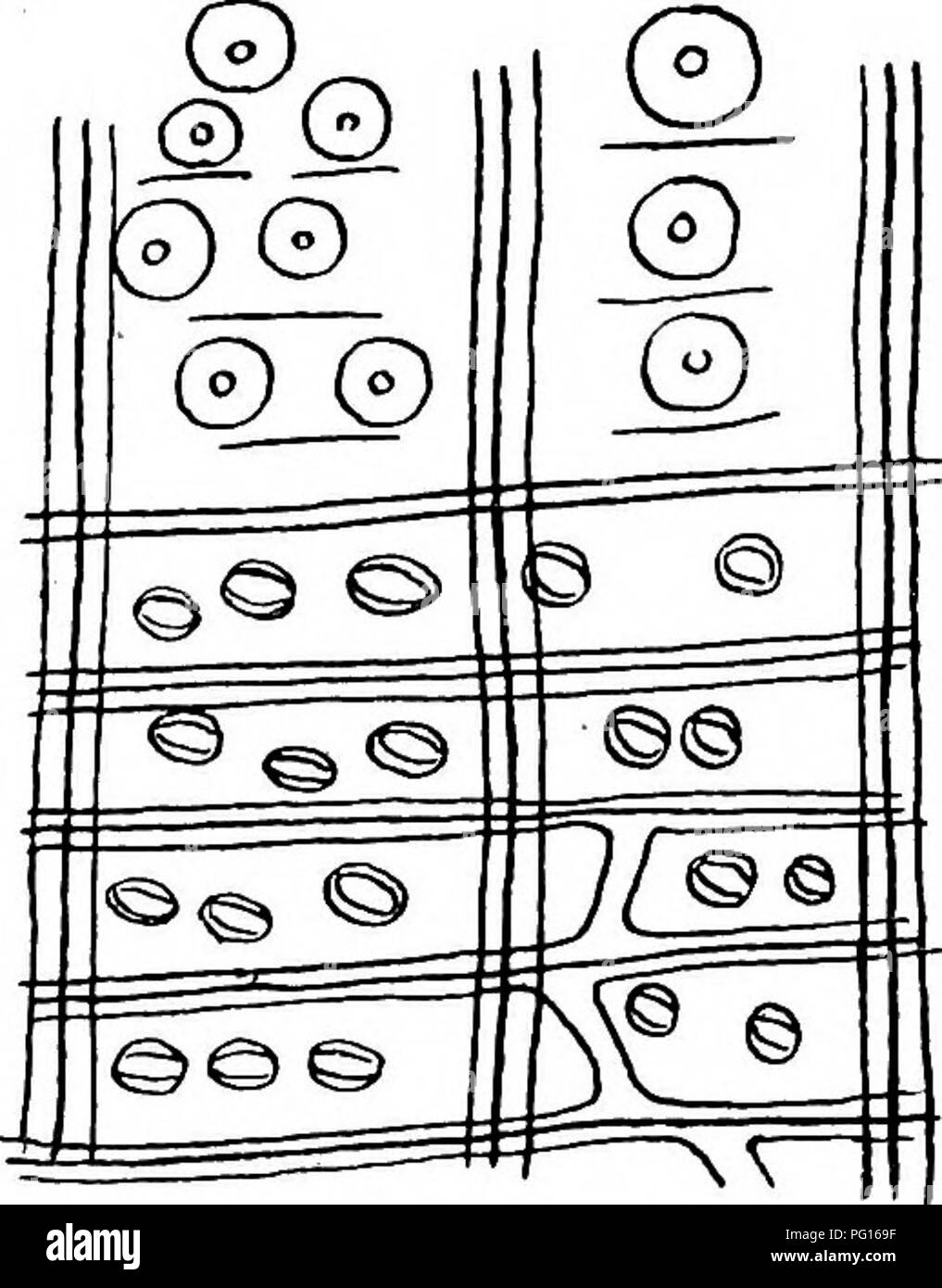 . Plantes fossiles : pour les étudiants de la botanique et de la géologie . La paléobotanique. CONIFEBALES 200 [CH. rangées horizontales est une caractéristique. Les personnages de Taxodioxylon peuvent se résumer comme suit :-cernes distincts ; aréolées sur les parois radiales des trachéïdes en 1-4 rangées, circulaire et séparées, et si dans deux ou trois lignes, d'en face ; jantes de Sanio présents. Les cellules des rayons médullaires ponctuées uniquement sur les parois radiales ; des fosses dans le champ, 2-8 en nombre, souvent disposées en rangées horizontales (fig. 720, A), parfois assez grandes, simples, elliptiques ou bordé et horizontalement. Les murs épais du x Banque D'Images