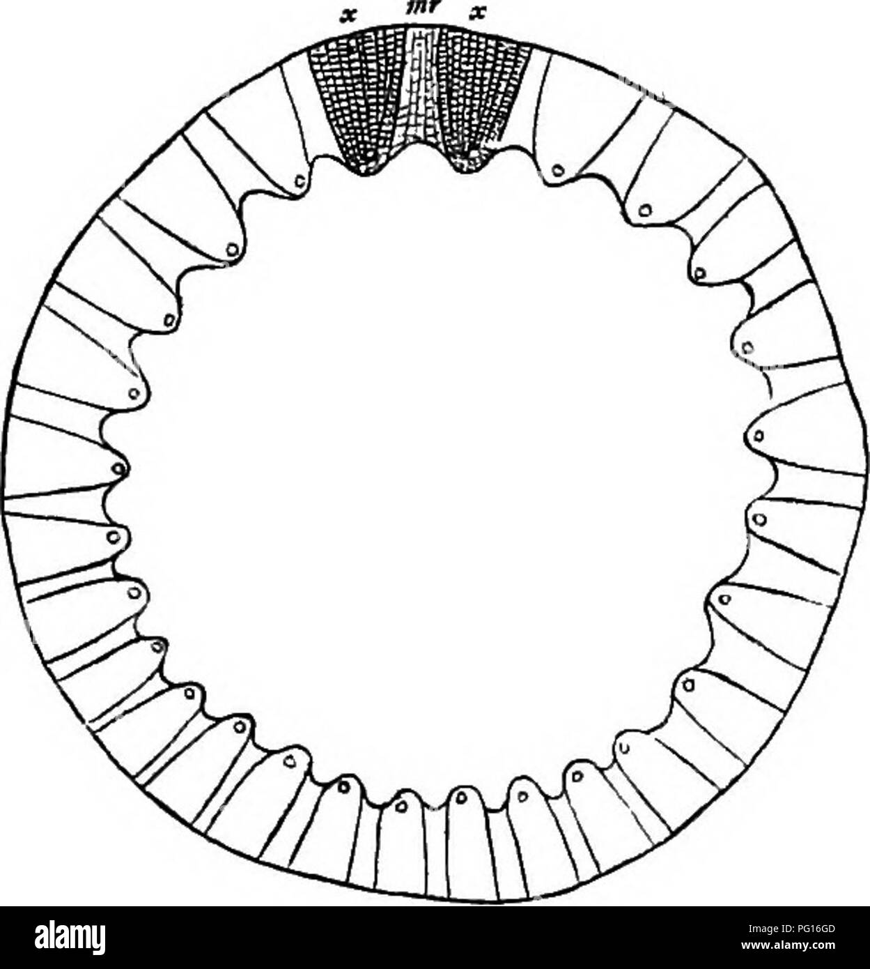 . Plantes fossiles : pour les étudiants de la botanique et de la géologie . La paléobotanique. 310 CALAMITES. [^H. rayons médullaires principal, M., qui deviennent un peu plus étroit vers l'extérieur. La face intérieure de chacun de ces rayons. Fig. 73. La section transversale d'une calamite. souches médullaires, M. Ray. Après Williamson. X, X, le xylème. (No. 1933 AA dans le CoUeotion Williamson.) a une forme concave, en raison de la moins résistante nature des cellules des rayons médullaires par rapport à la conversion du xylème. La forme sinueuse de régulièrement la face intérieure de la cylindre vasculaire permet de réaliser combien la Calamite-casts (figs. 82, Banque D'Images
