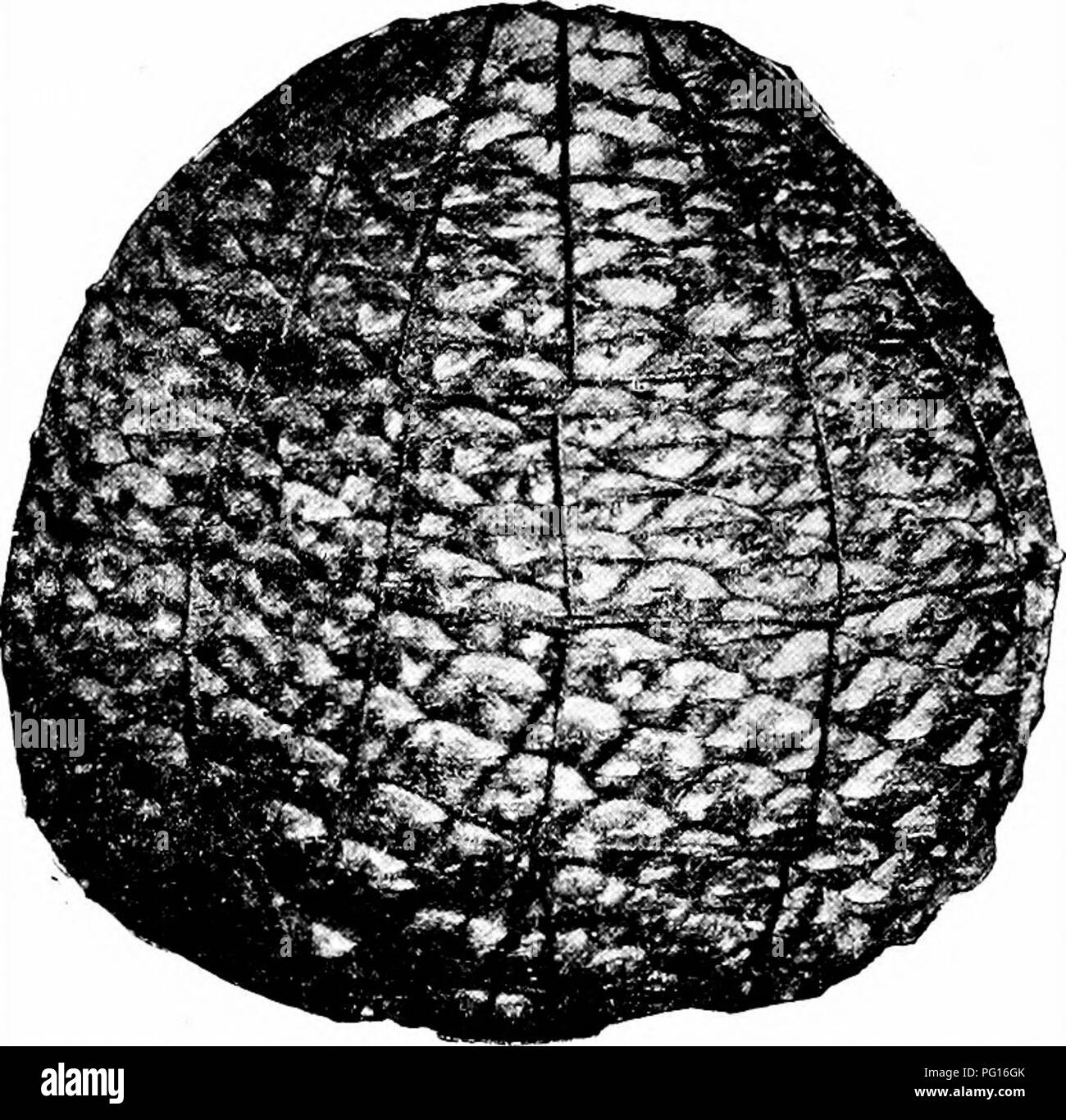 . Plantes fossiles : pour les étudiants de la botanique et de la géologie . La paléobotanique. 112 CONIPEEALES KECENT () [CH.. J'iG. 680. Hrasilieiisis d'Araucaria, cône. (^ nat. taille ; à partir d'un spécimen dans l'approbation de Kew.). Veuillez noter que ces images sont extraites de la page numérisée des images qui peuvent avoir été retouchées numériquement pour plus de lisibilité - coloration et l'aspect de ces illustrations ne peut pas parfaitement ressembler à l'œuvre originale.. Seward, A. C. (Charles Albert), 1863-1941. Cambridge University Press : Banque D'Images