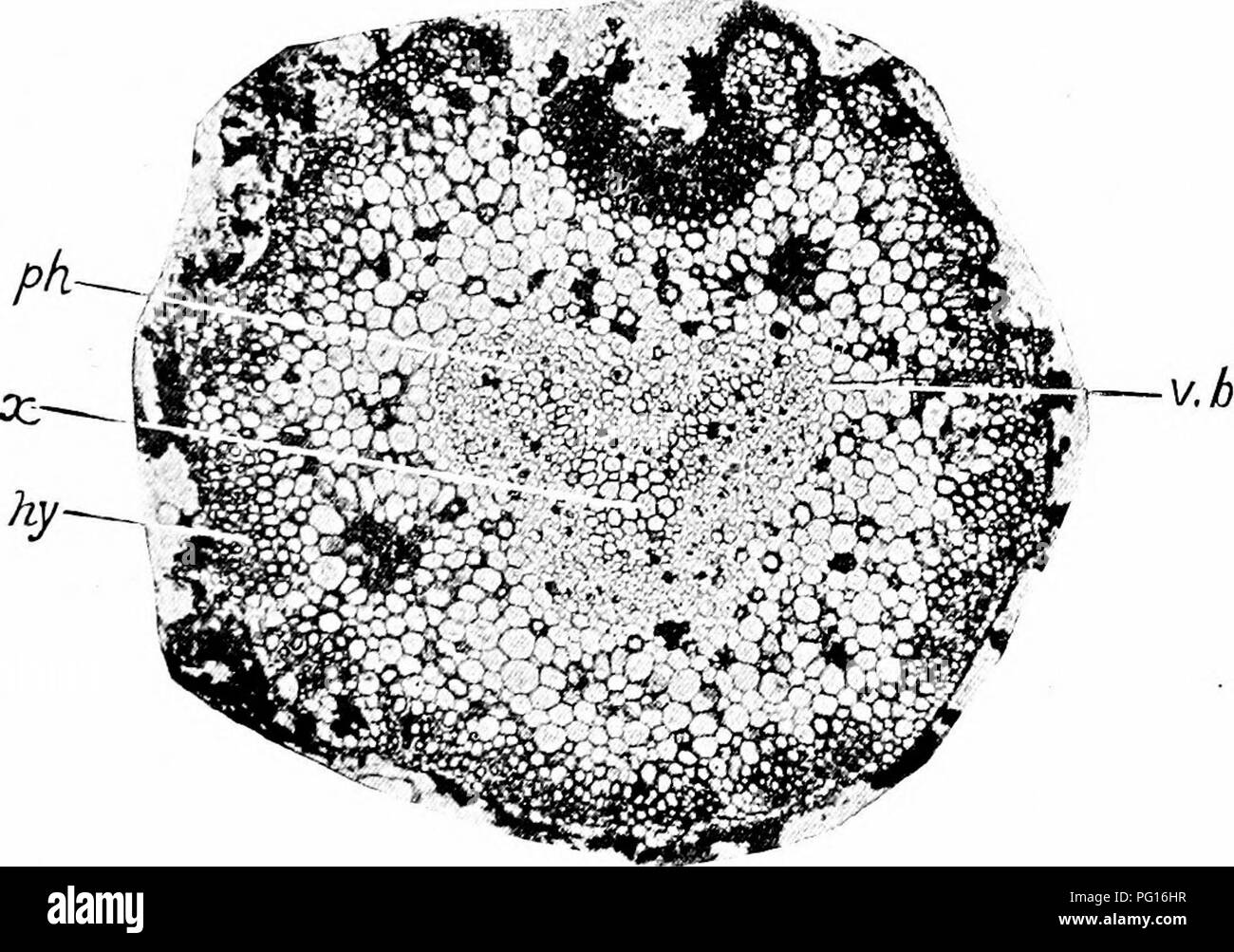 . Des études en botanique fossile . La paléobotanique. LYGINODENDRON 375 qu'ils pourraient appartenir à Lyginodendron oldhamium, une opinion qui a depuis été porté à une certitude, par la découverte, dans de nombreux cas, de la tige et le pétiole en connexion actuelle (voir Fig. 138, qui montre la tige et le pétiole en section radiale à travers le nœud). Avant cette découverte, les pétioles ont été nommés. Fig. Lyginadendron oldliamium 139.-. La section transversale du rachis. .R, xylème en forme de V ; ph, phloème, entourant complètement le xylème, formant l'ensemble concentrique v.b. Ky ;, l'hypoderme. X sur 35. À partir d'une photographie. Phil. T Banque D'Images