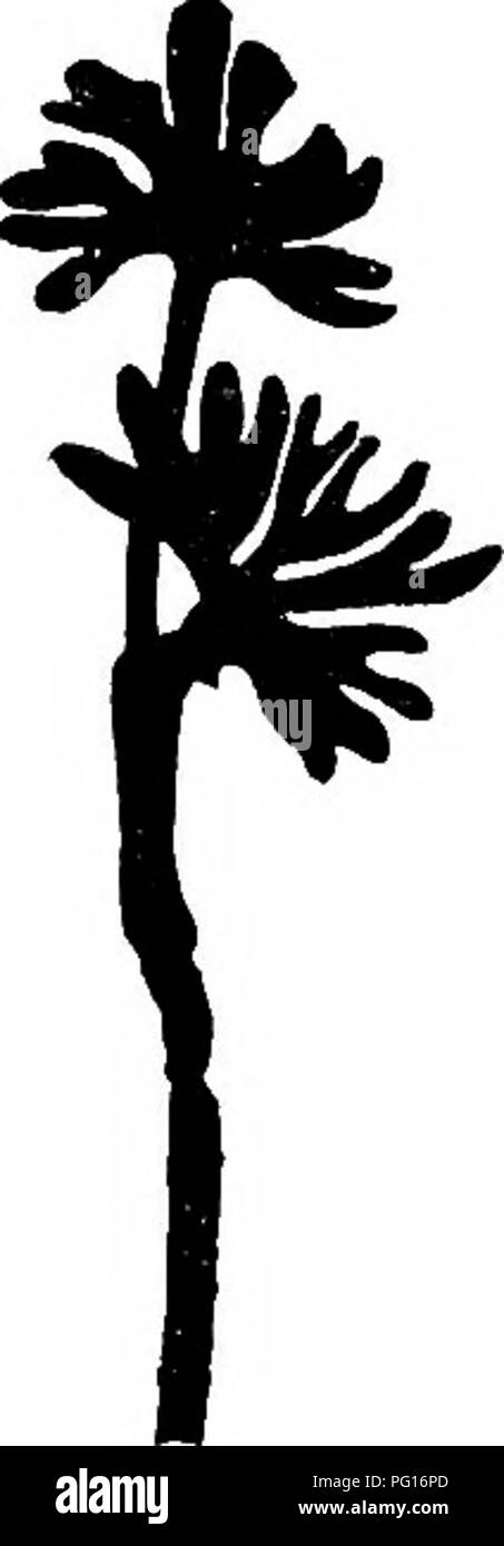 . Plantes fossiles : pour les étudiants de la botanique et de la géologie . La paléobotanique. 78 Genres d'tTNCERTAIN POSITION [CH. Le permien de la Basse Toungouseska sur laquelle Schmalhausen a fondé son espèce Ginkgo integerrima^ ; les traits caractéristiques sont : la forme allongée transversalement de l'ensemble de la lame, l'épandage, de manière dichotomique ramifiés, veines et le court-circuit et de tiges relativement large comme base du limbe. Comme Zeiller^ l'indique, cette espèce est probablement identique avec le Ginkgo martensis^ du Permien chambres près de Toulon-sur-Arroux (Saône-et-Loire) fondée sur une seule feuille 3 cm. large et 1-6 cm. de profondeur. Zeille Banque D'Images